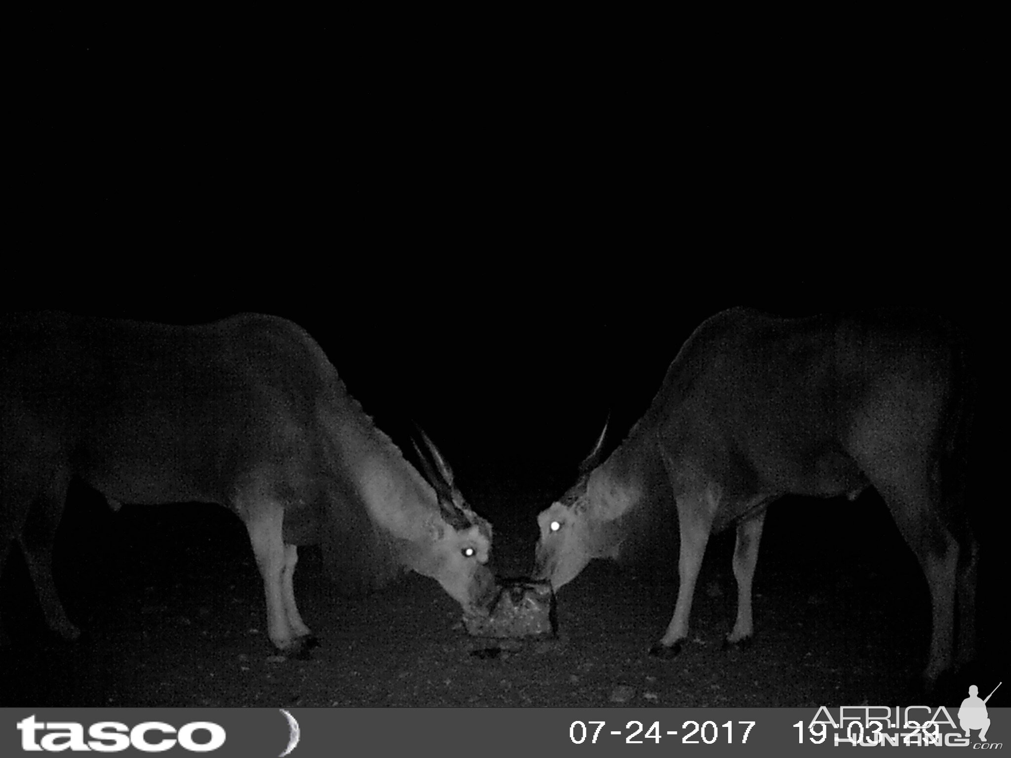 Eland bulls