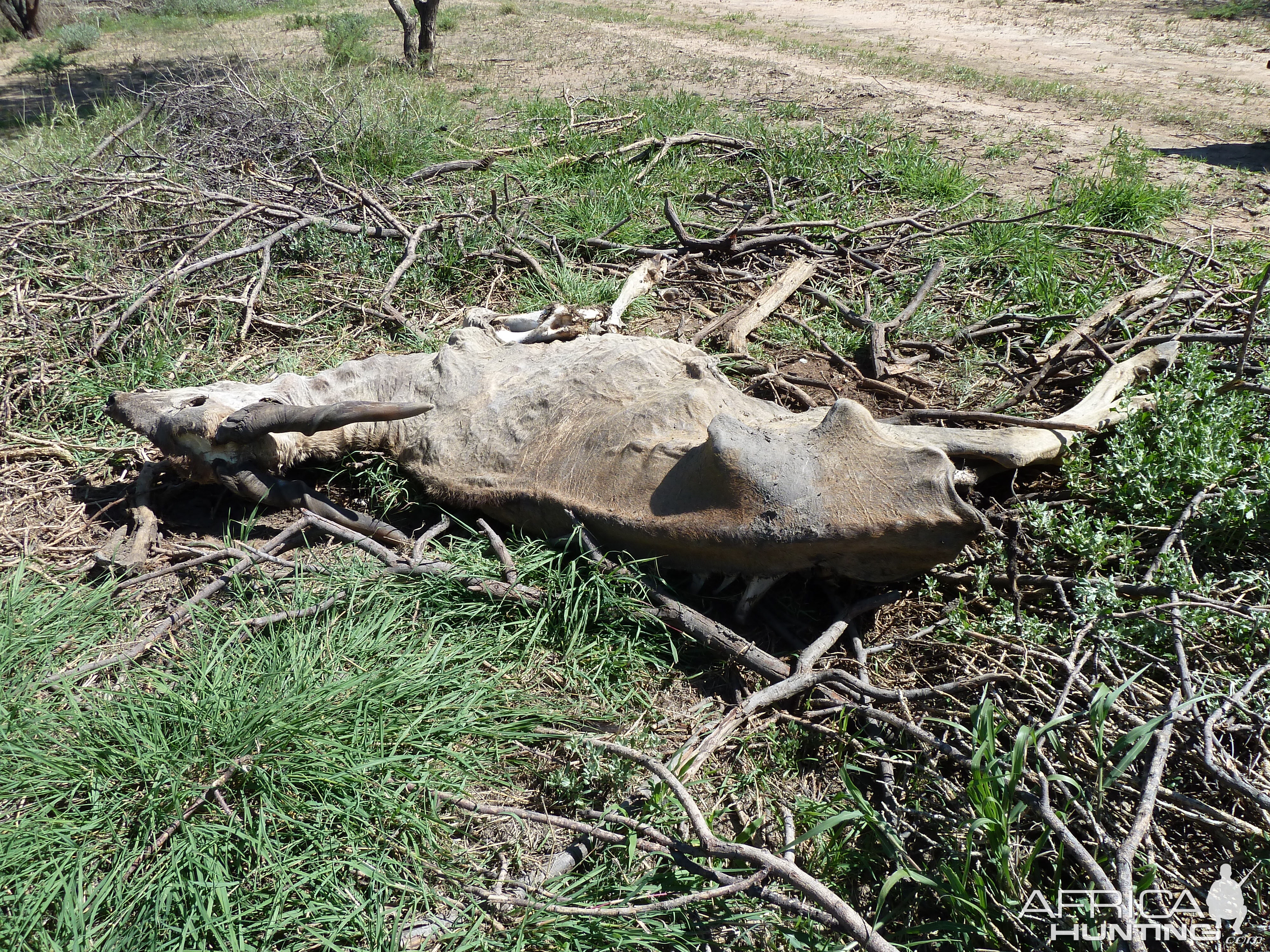 Eland Carcass