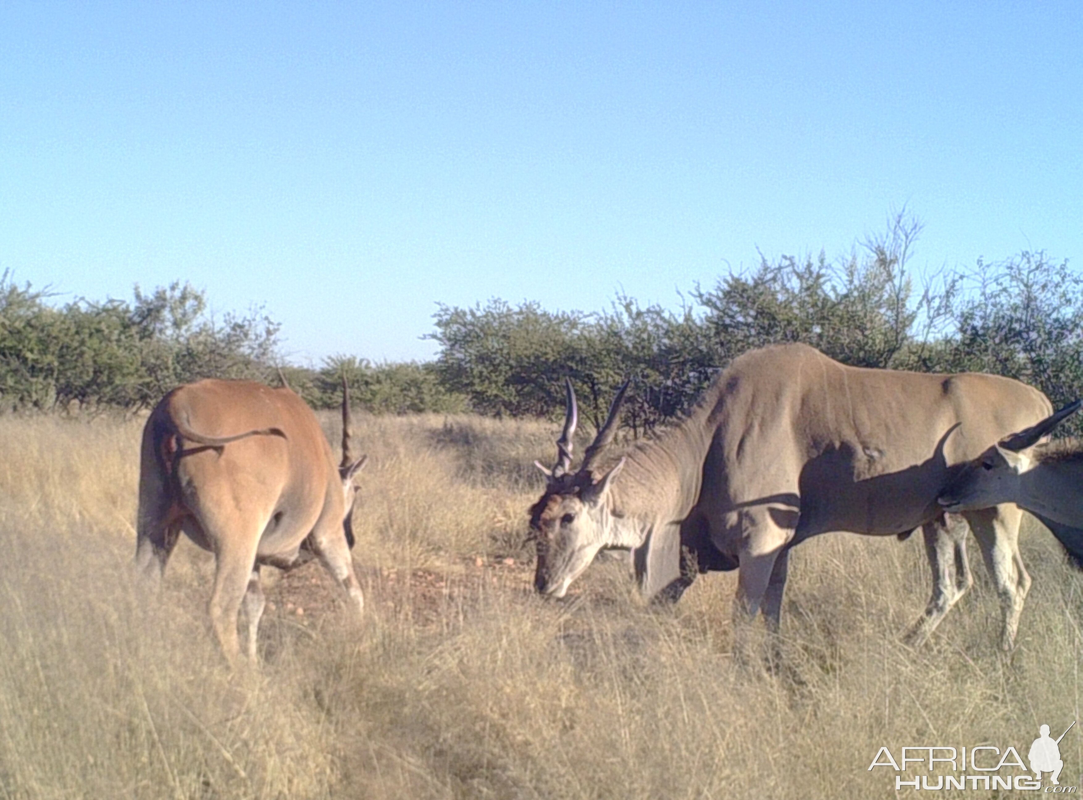 Eland coming to salt lick