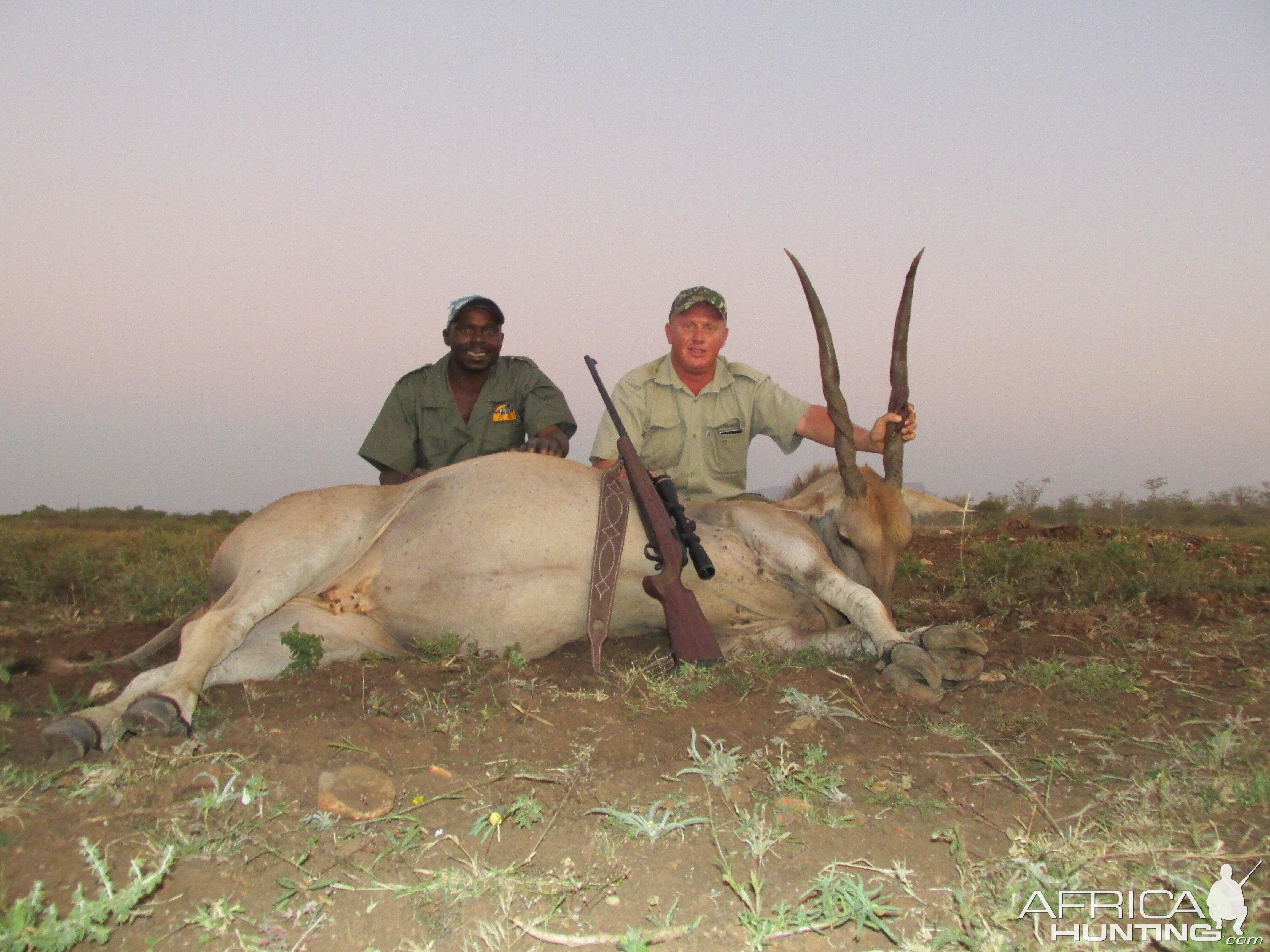 Eland Cow, Alldays Limpopo