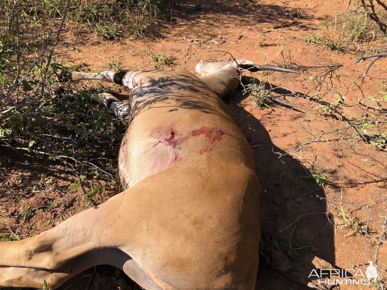 Eland Cow Hunt Zimbabwe