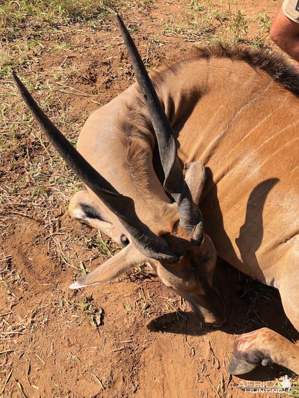 Eland Cow Hunt Zimbabwe