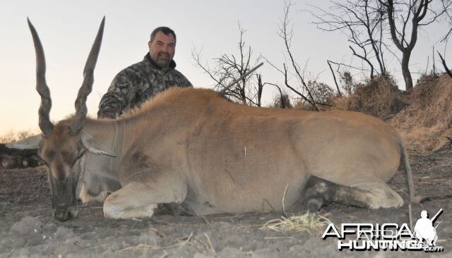 Eland cow Namibia Hunt