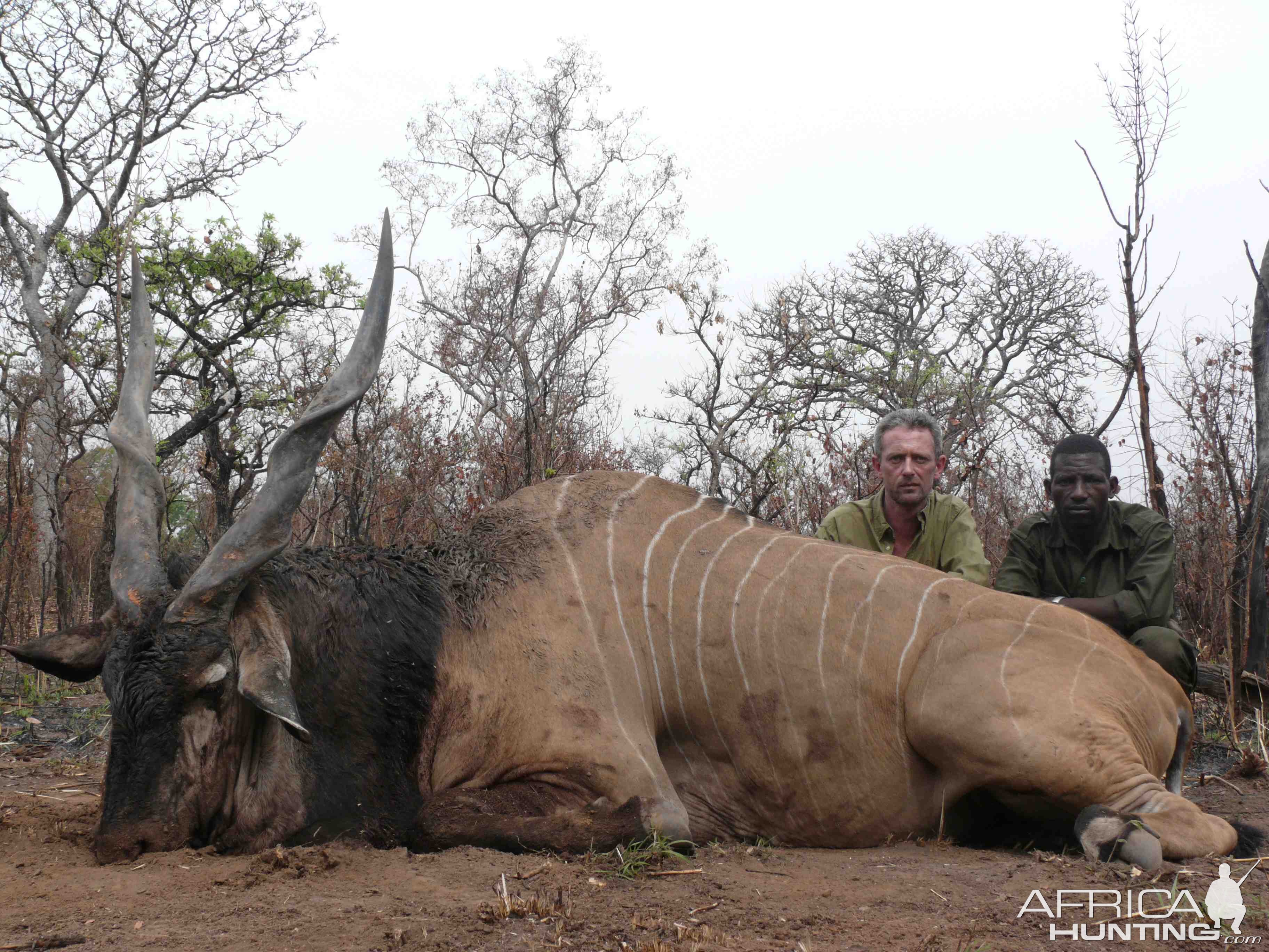 Eland Derby hunted in CAR with Safaria