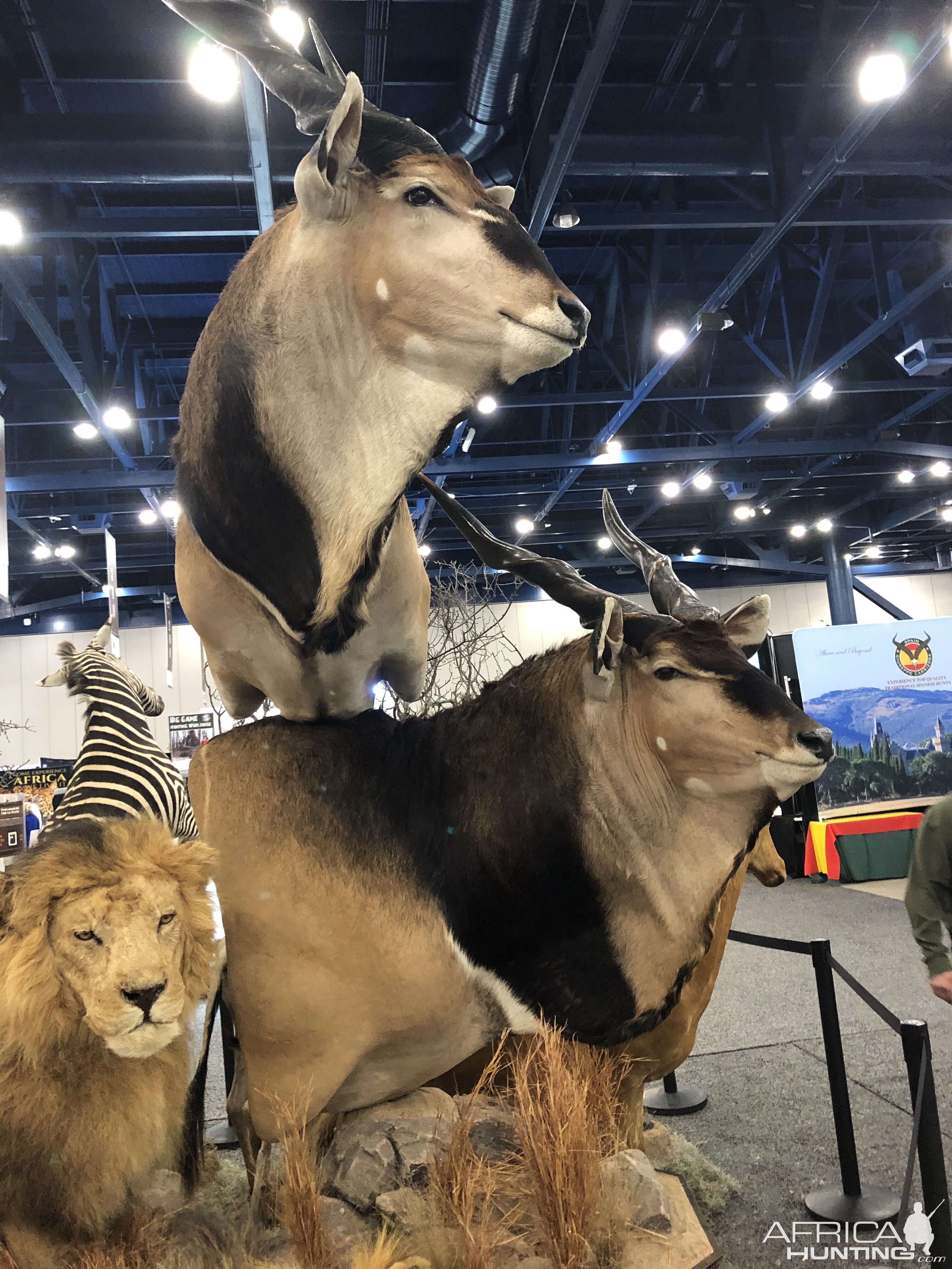 Eland Double Pedestal Mount Taxidermy