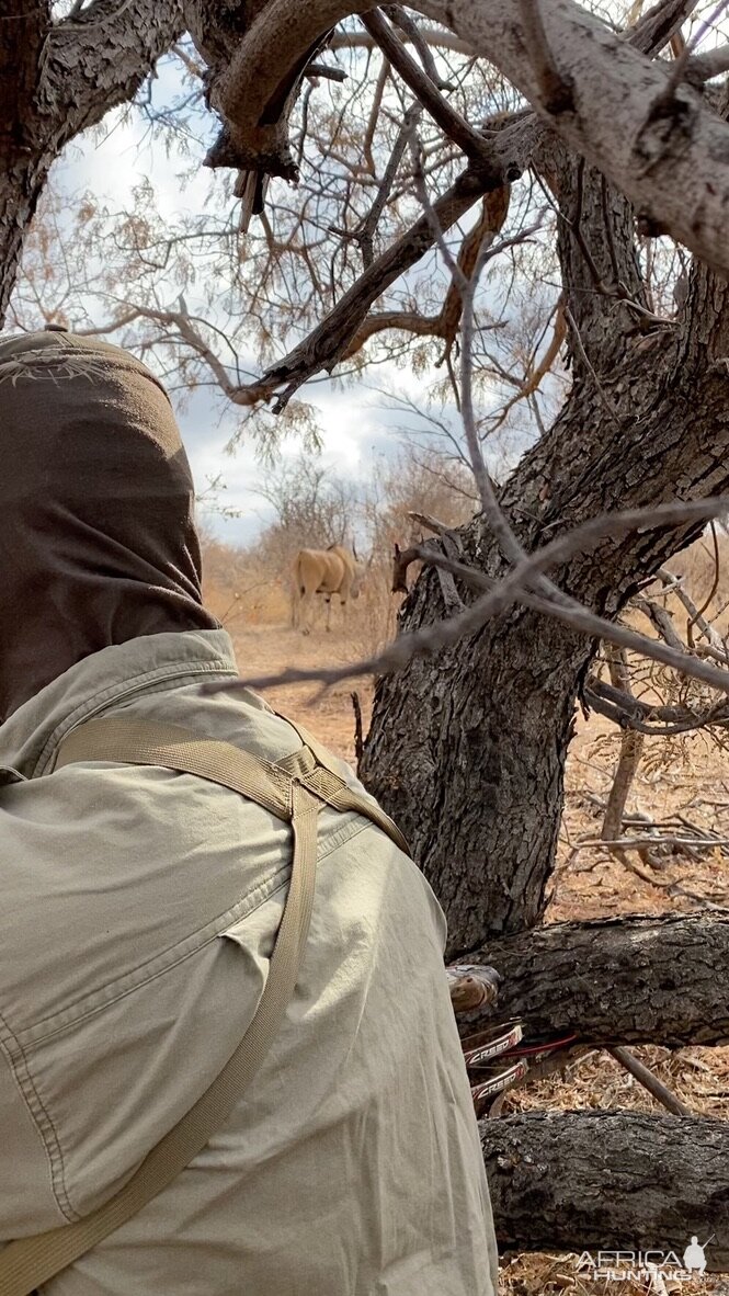 Eland Feeding In Bush