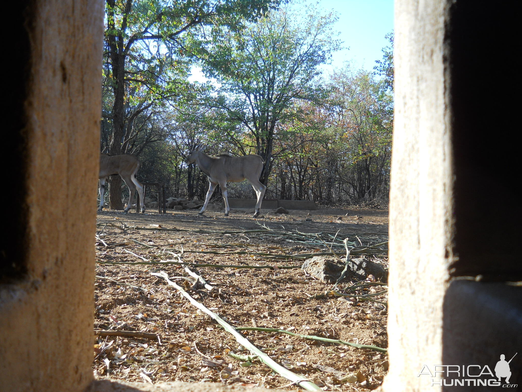 Eland from the blind