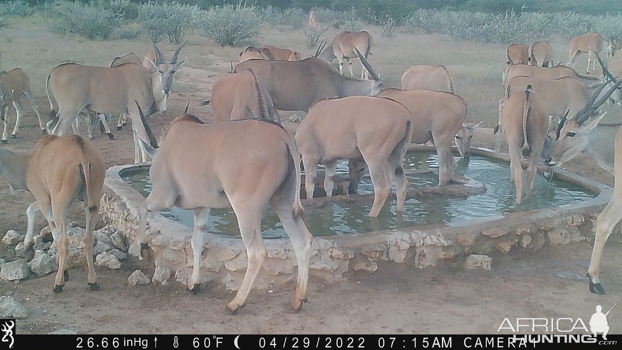 Eland Herd Trail Camera Namibia