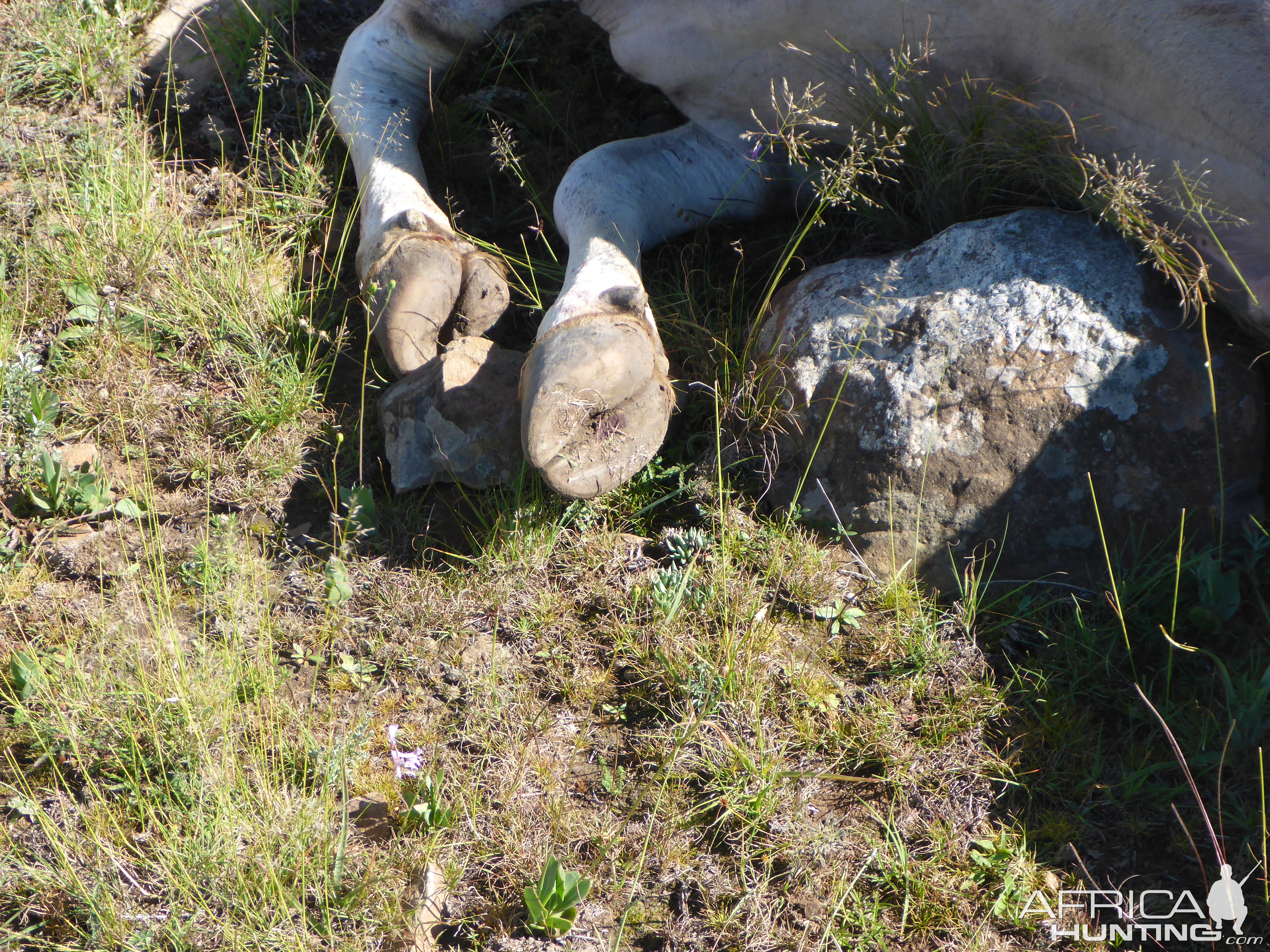 Eland Hooves