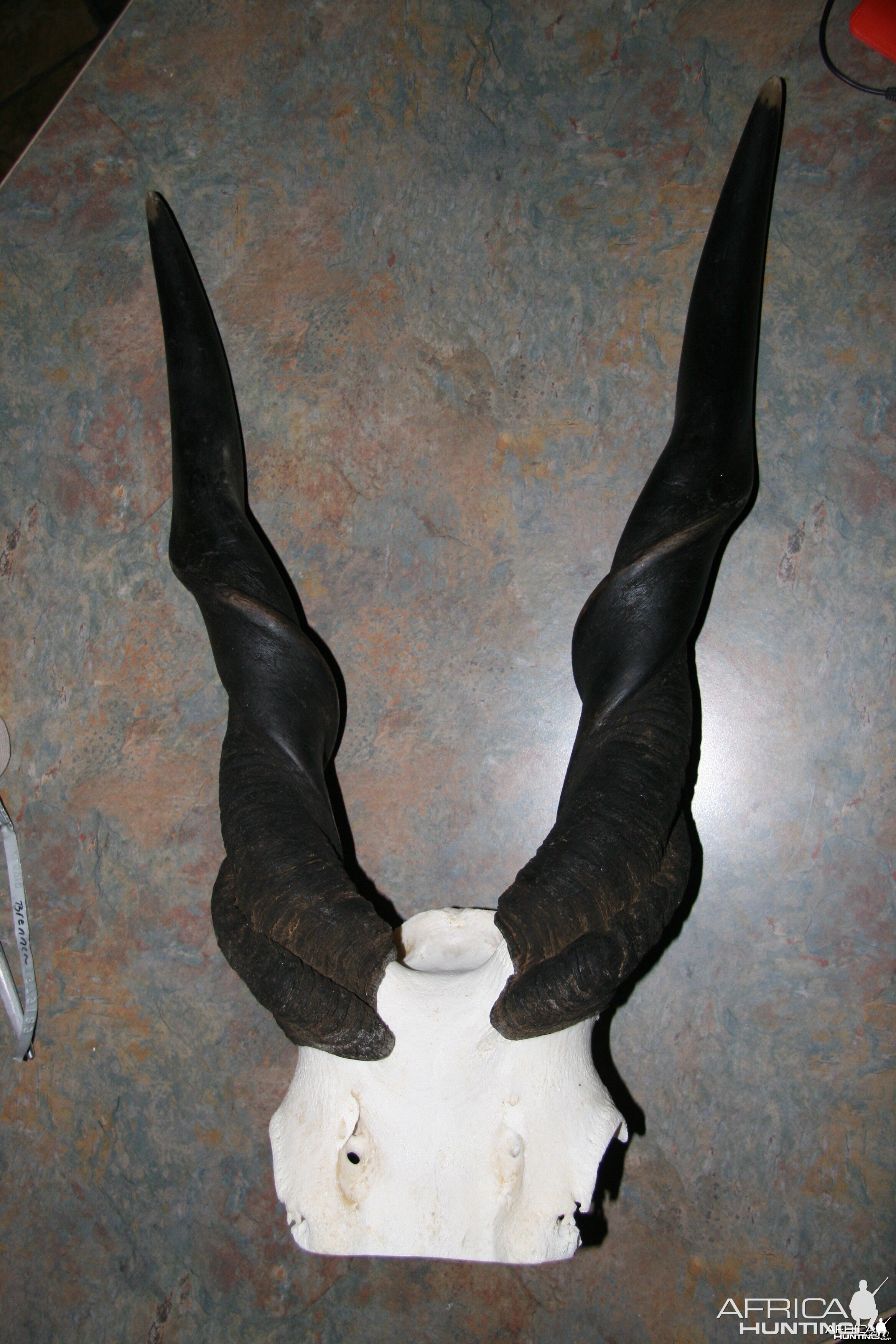 Eland Horns