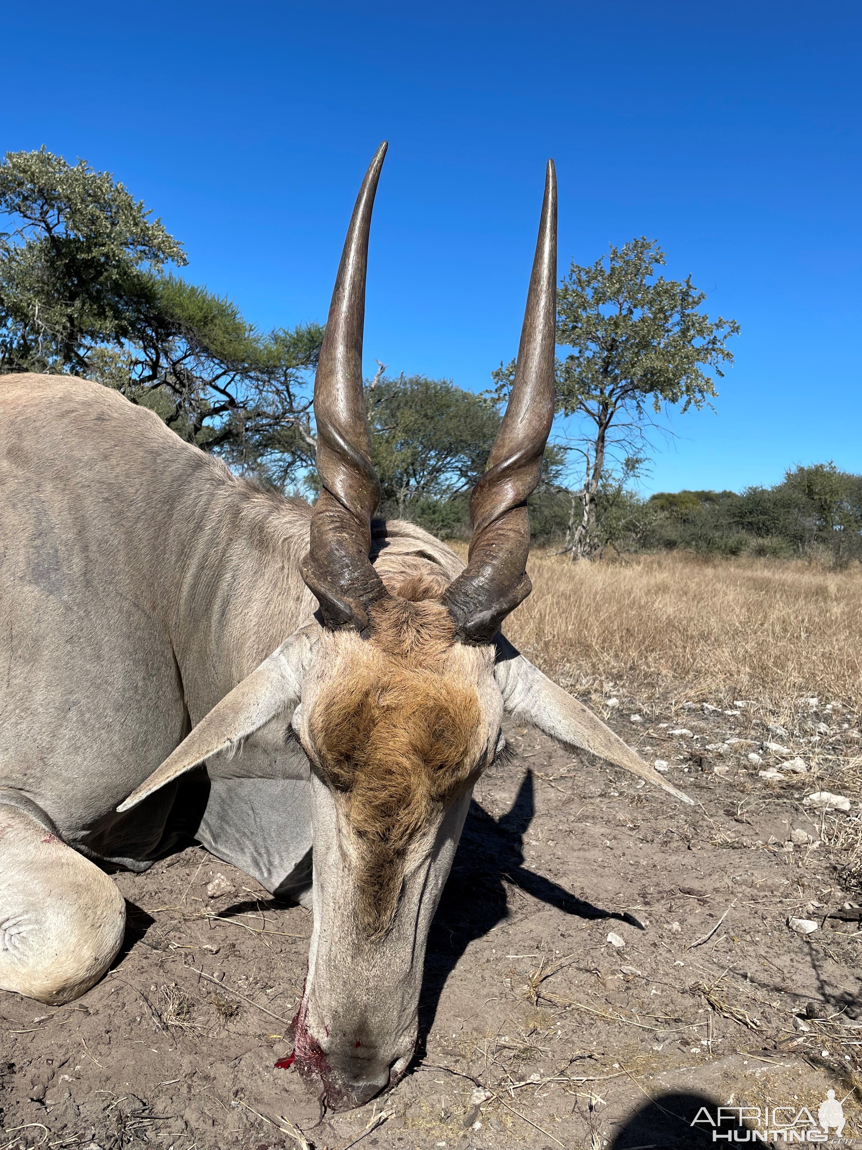 Eland Hunt Botswana