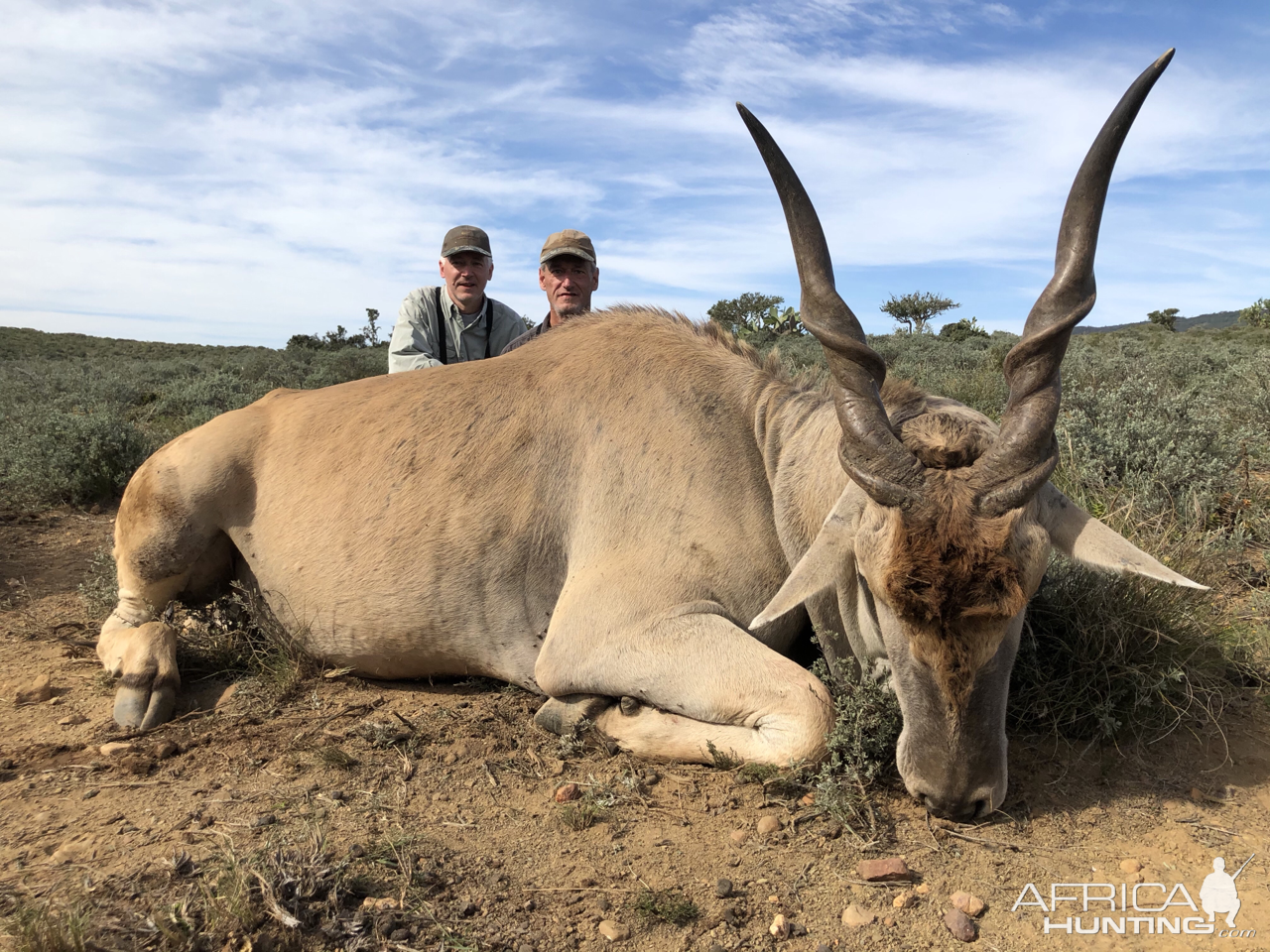 Eland Hunt  Eastern Cape South Africa