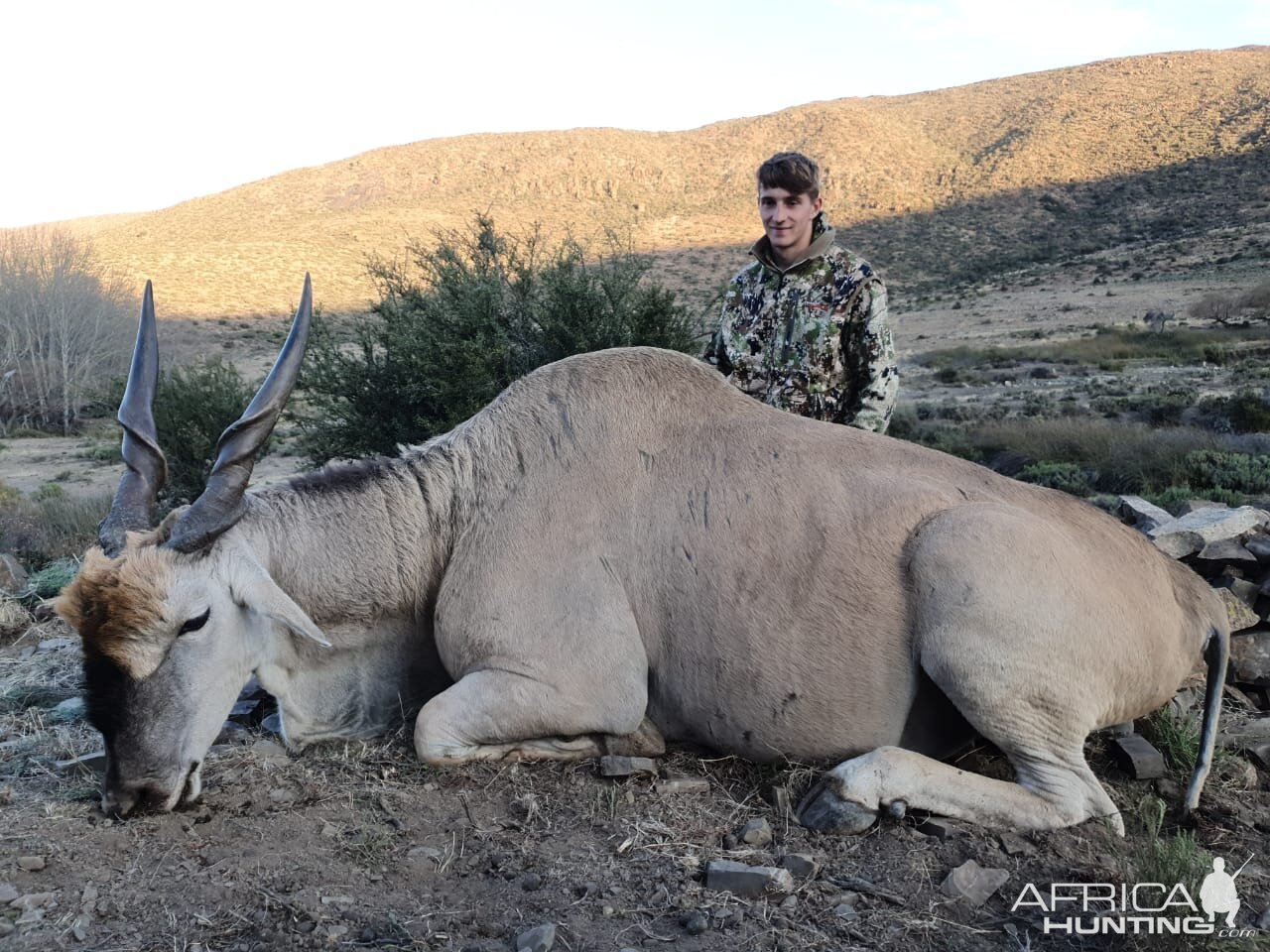 Eland Hunt Eastern Cape South Africa