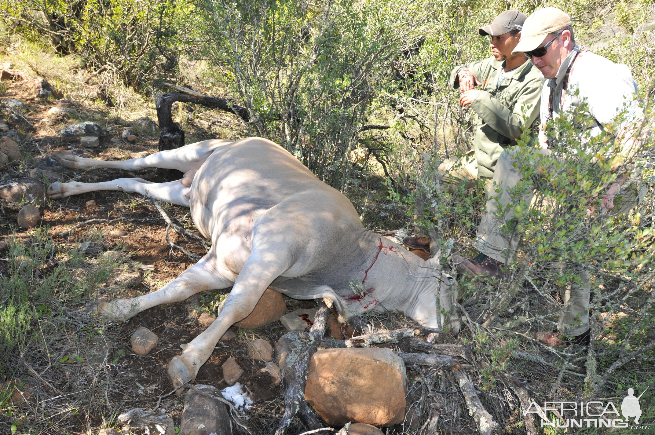 Eland Hunt Eastern Cape South Africa