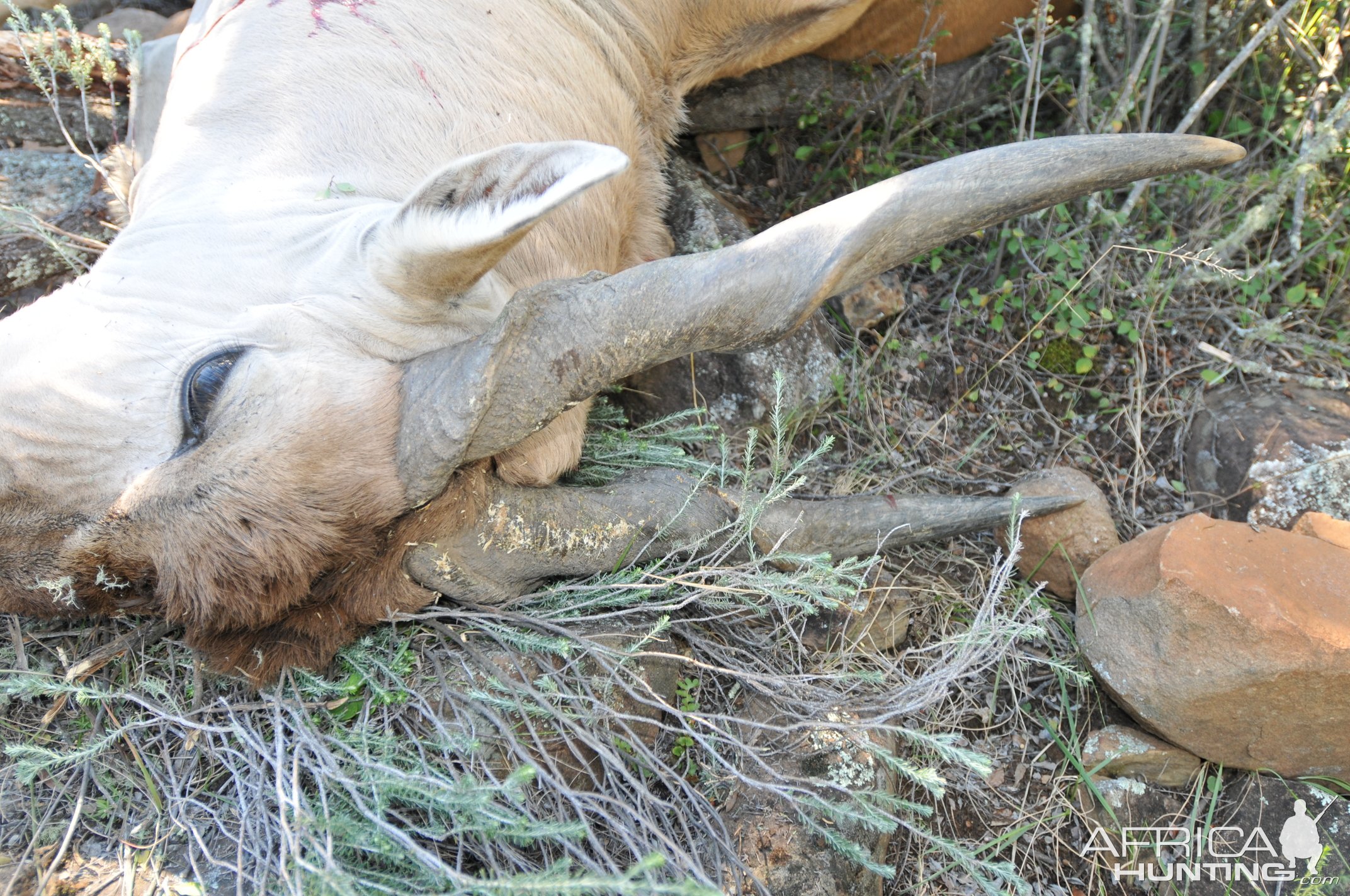 Eland Hunt Eastern Cape South Africa