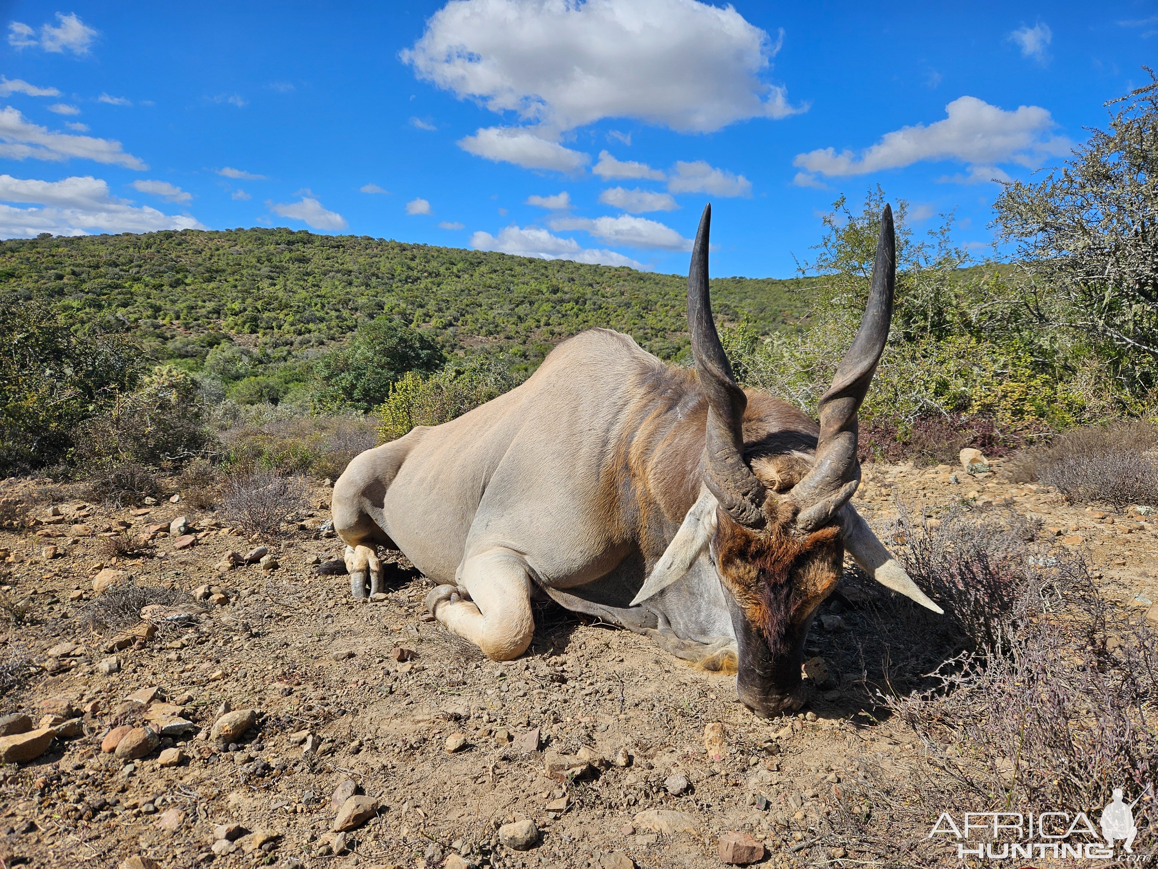 Eland Hunt Eastern Cape South Africa