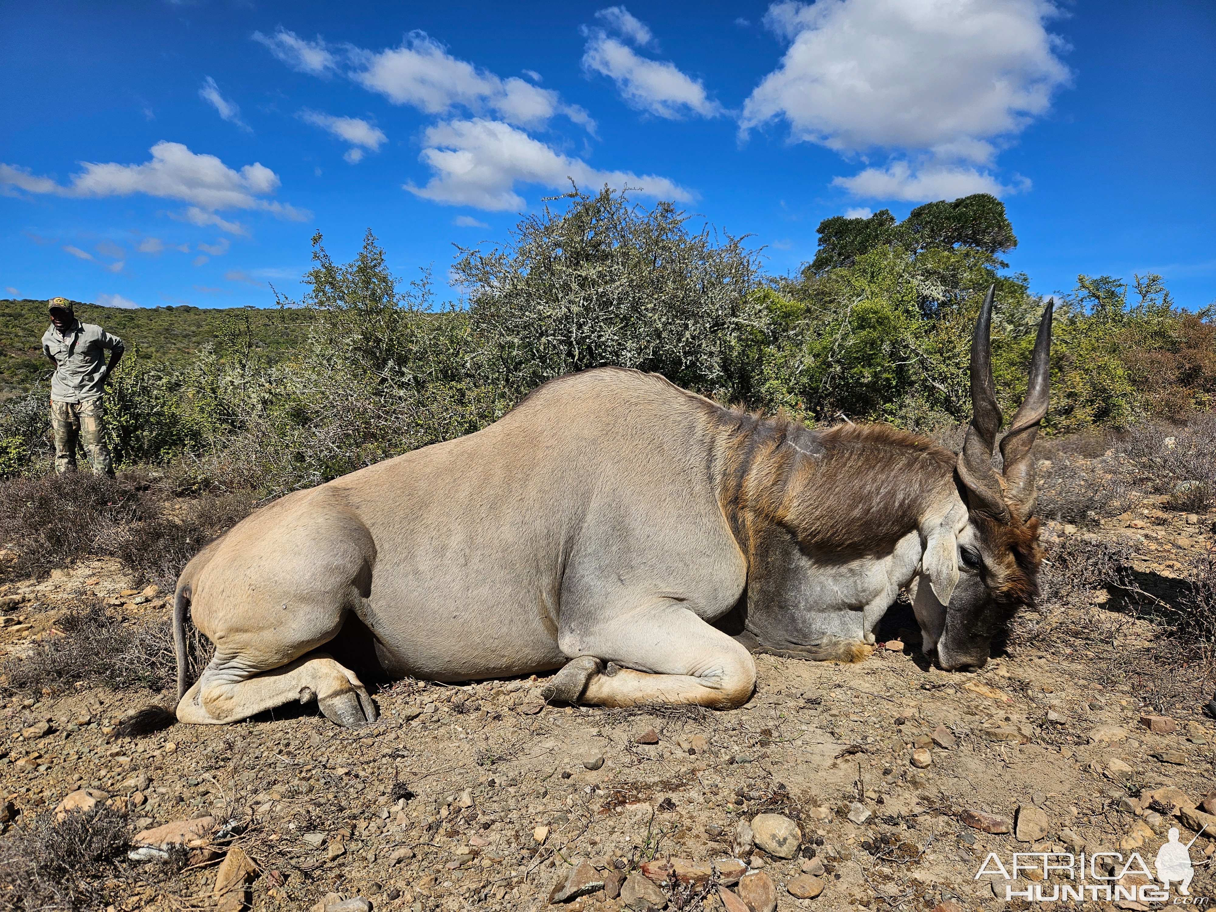 Eland Hunt Eastern Cape South Africa