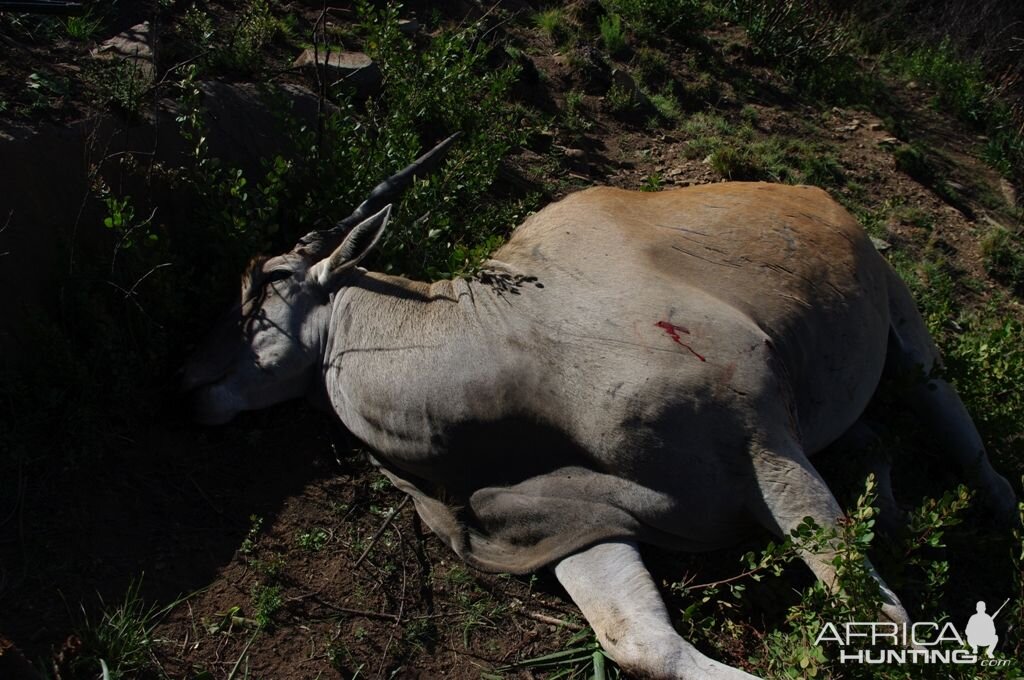 Eland Hunt in South Africa