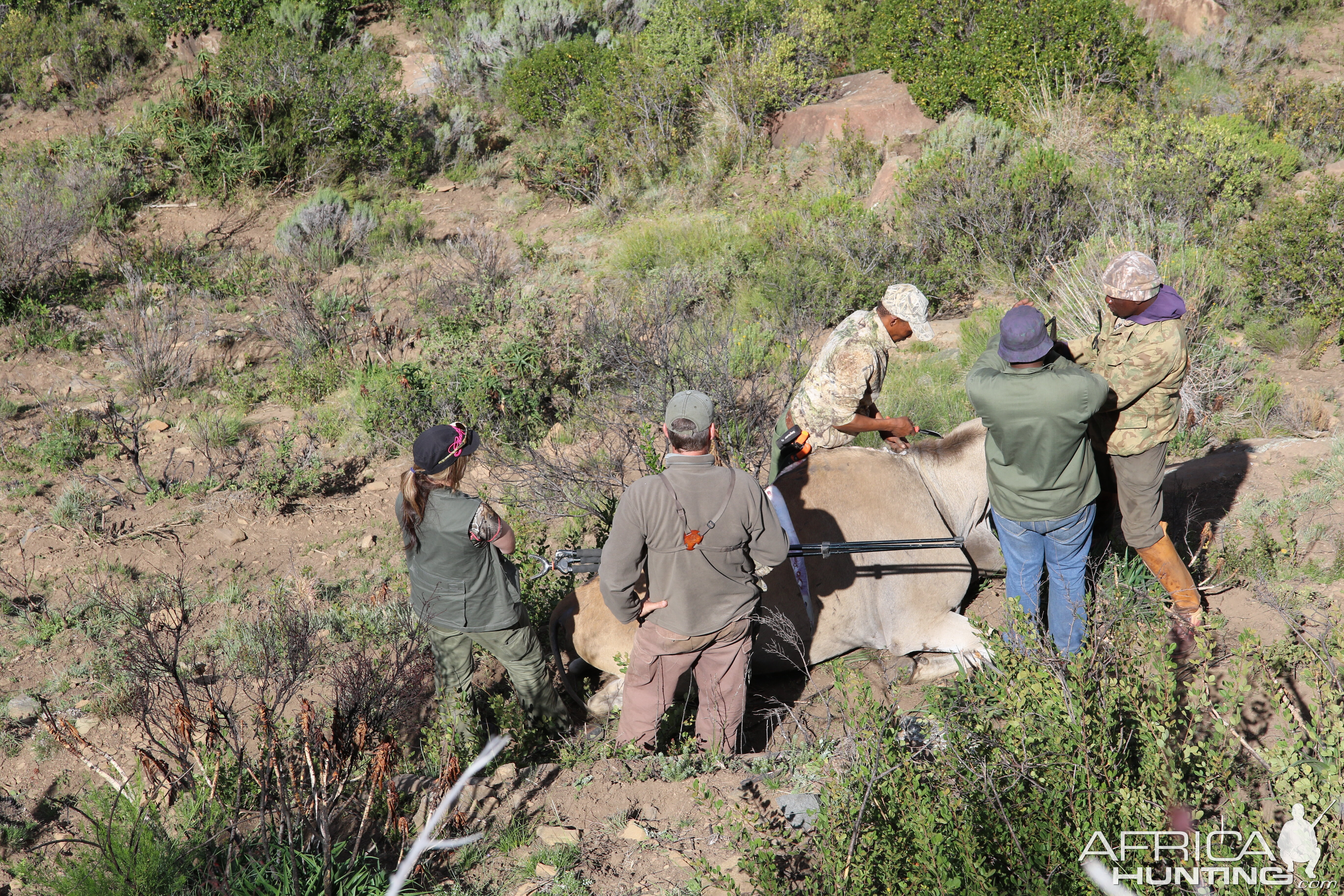 Eland Hunt in South Africa