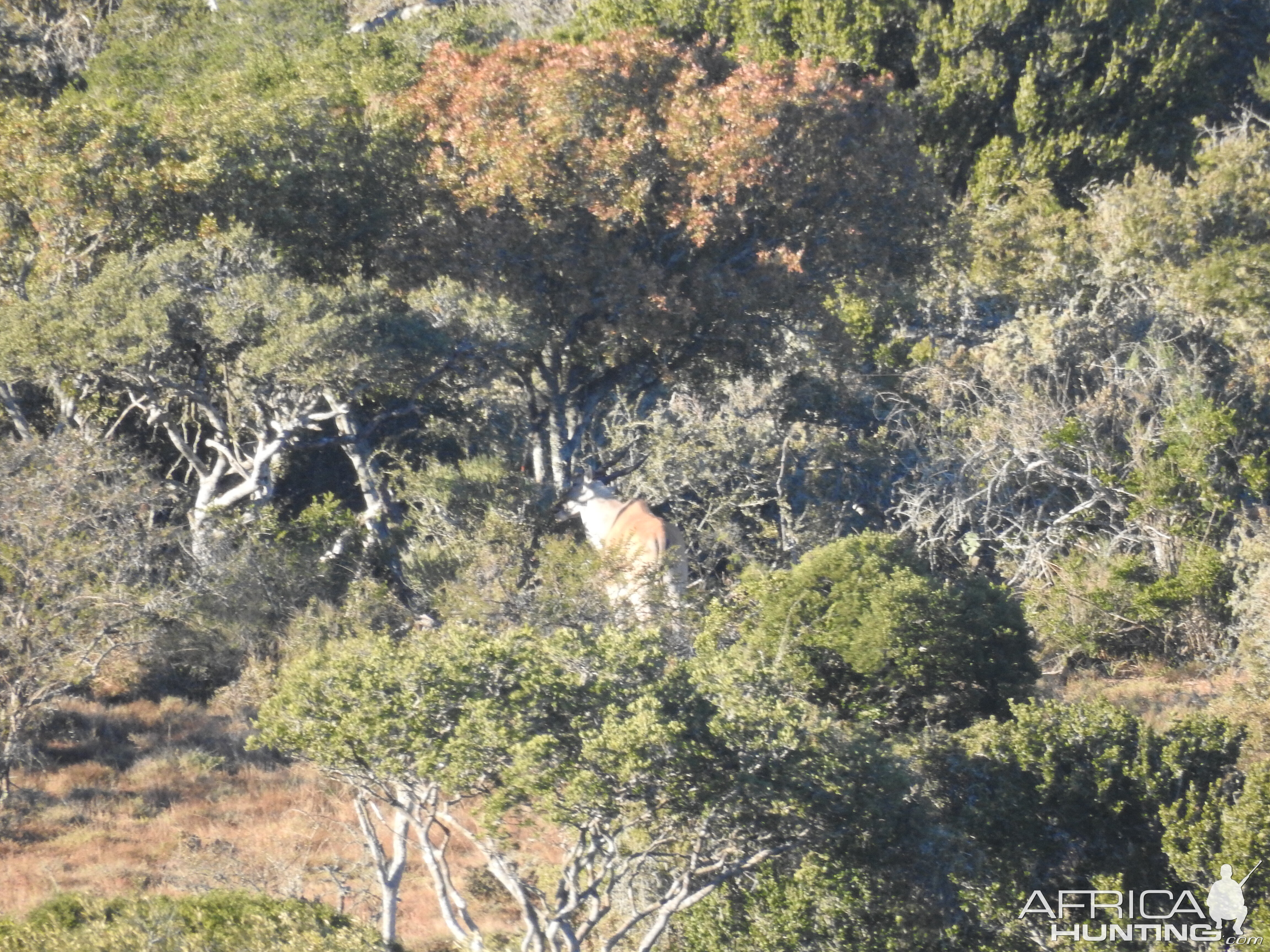 Eland Hunt in South Africa