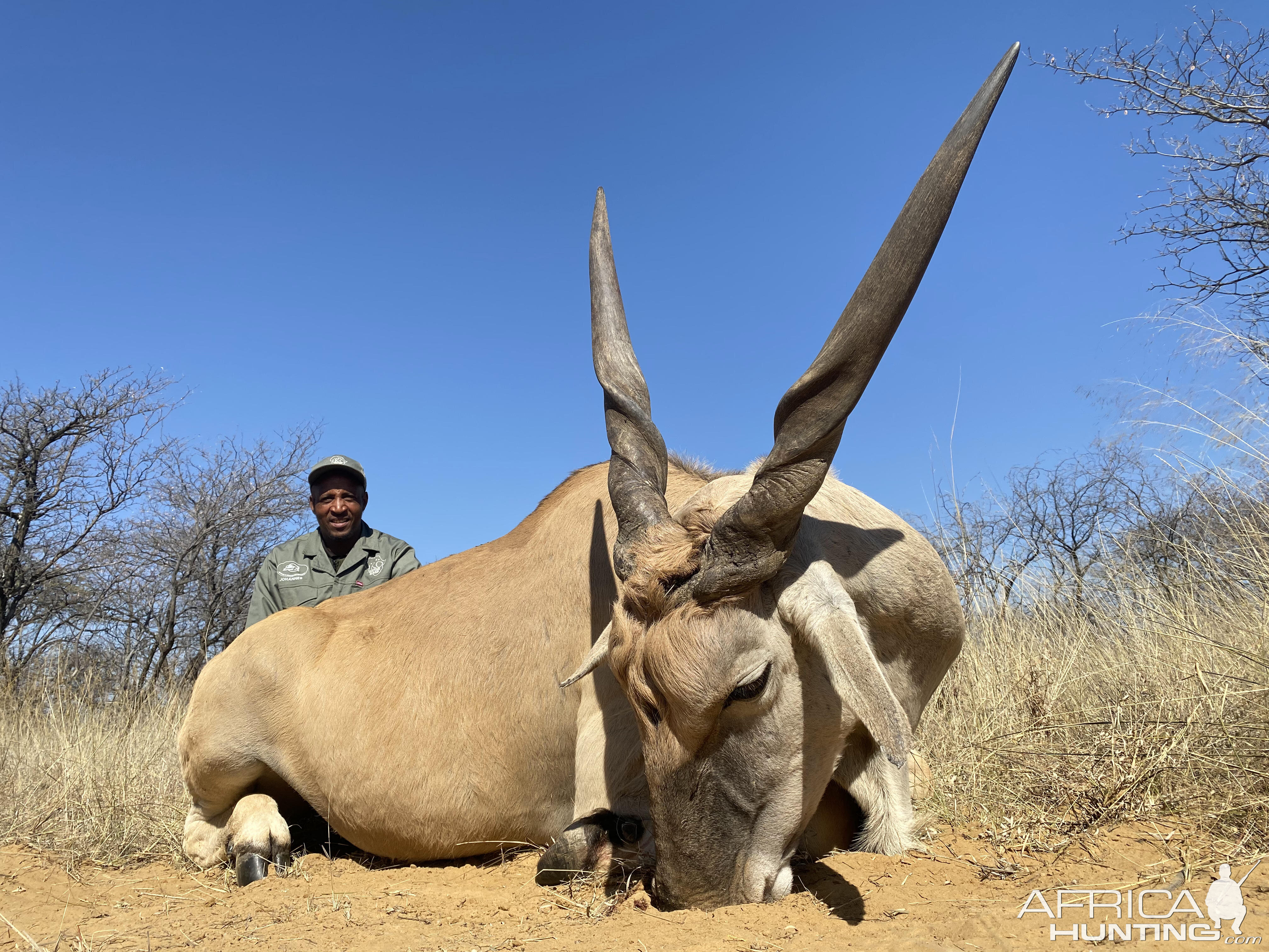 Eland Hunt Kalahari South Africa