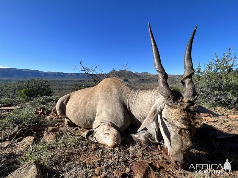 Eland Hunt Karoo South Africa