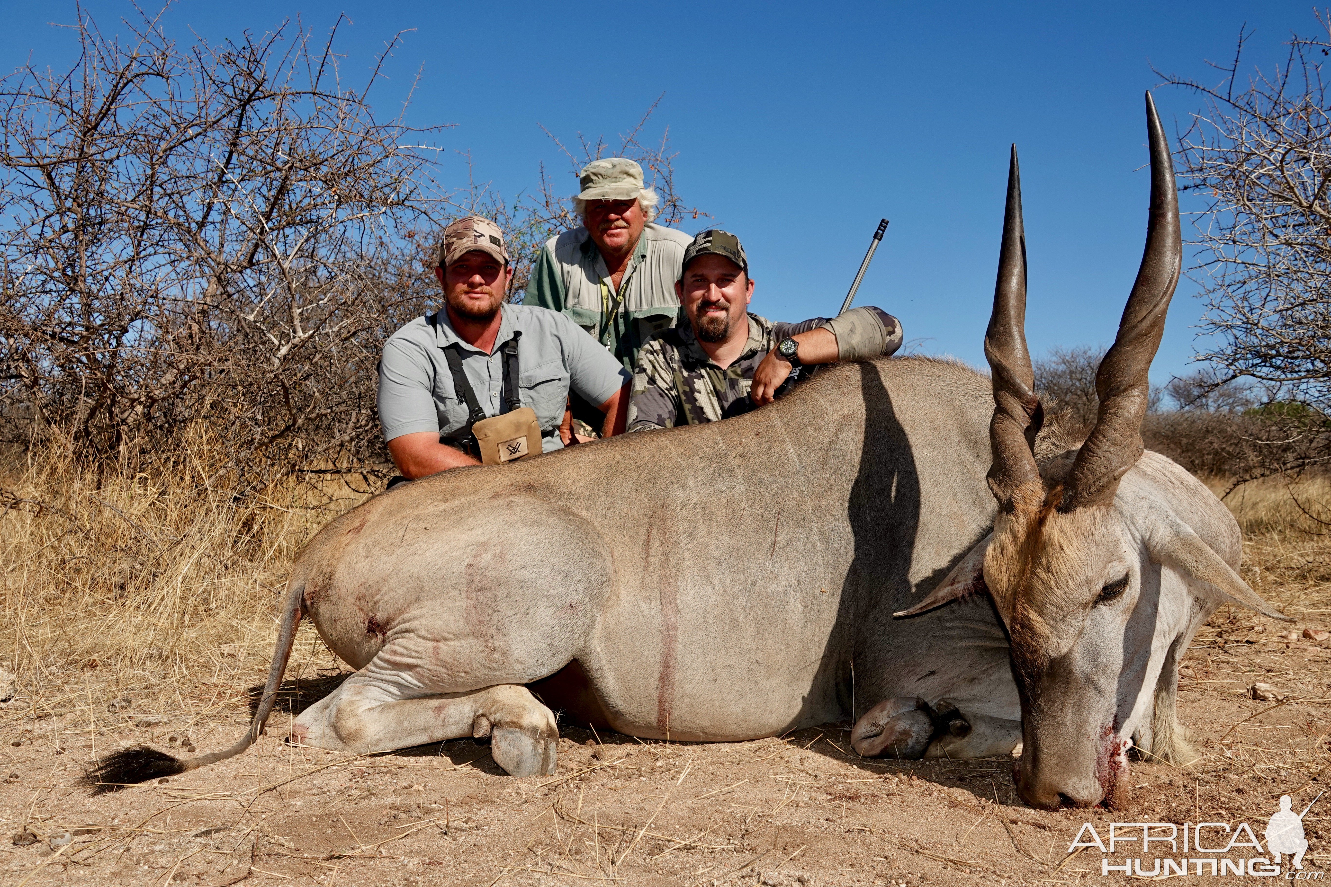 Eland Hunt Limpopo South Africa