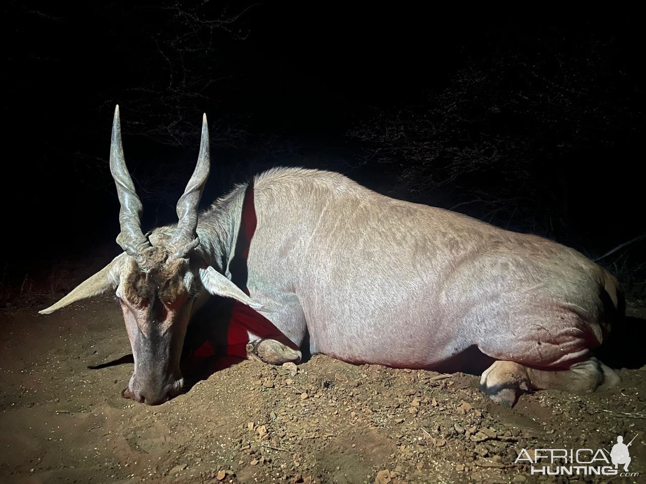 Eland Hunt Limpopo South Africa