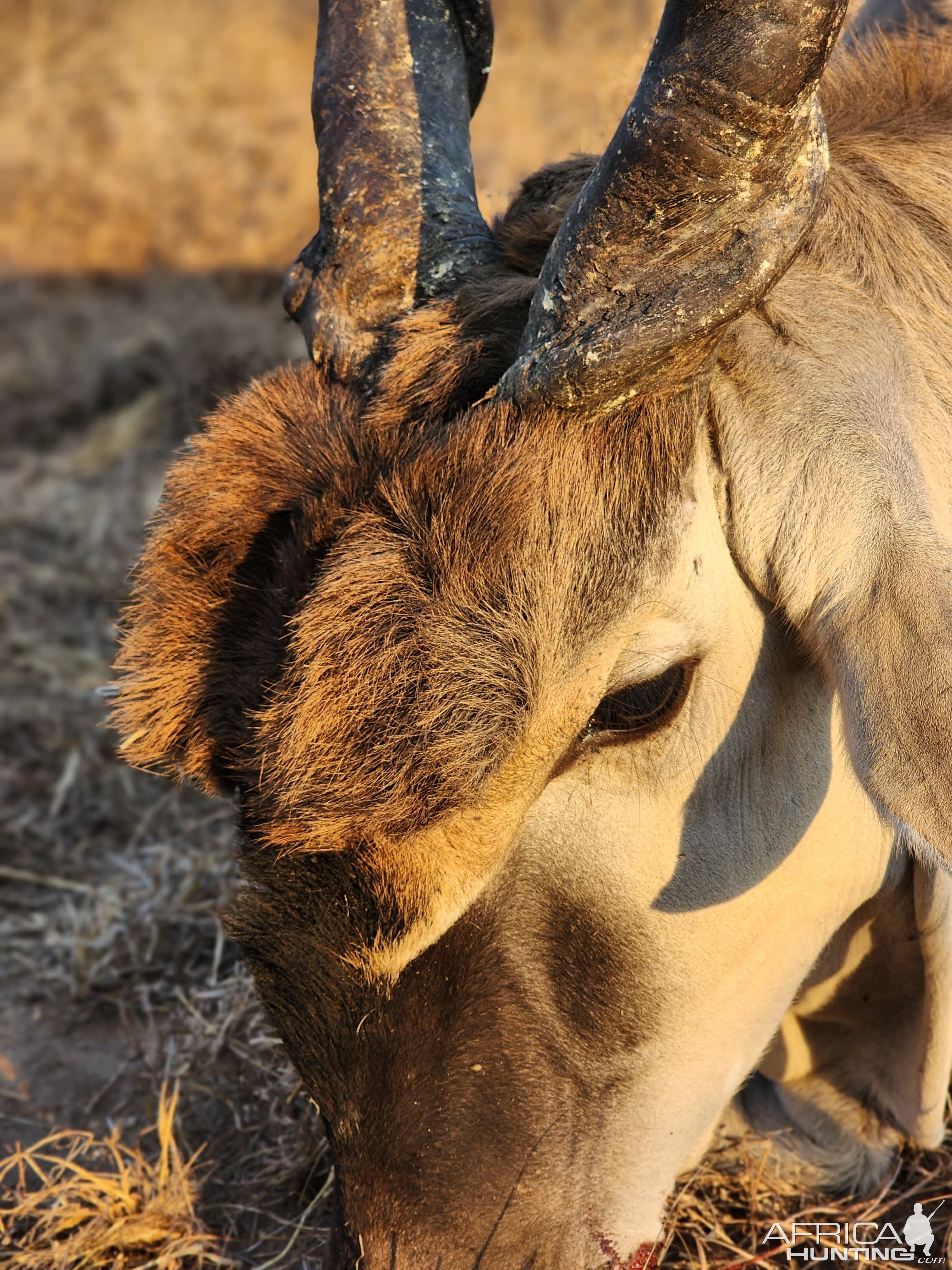 Eland Hunt Mozambique