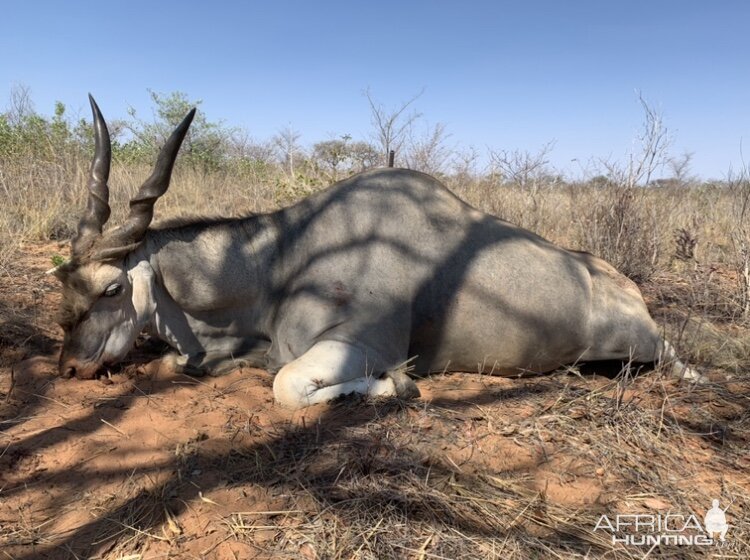 Eland Hunt Namibia