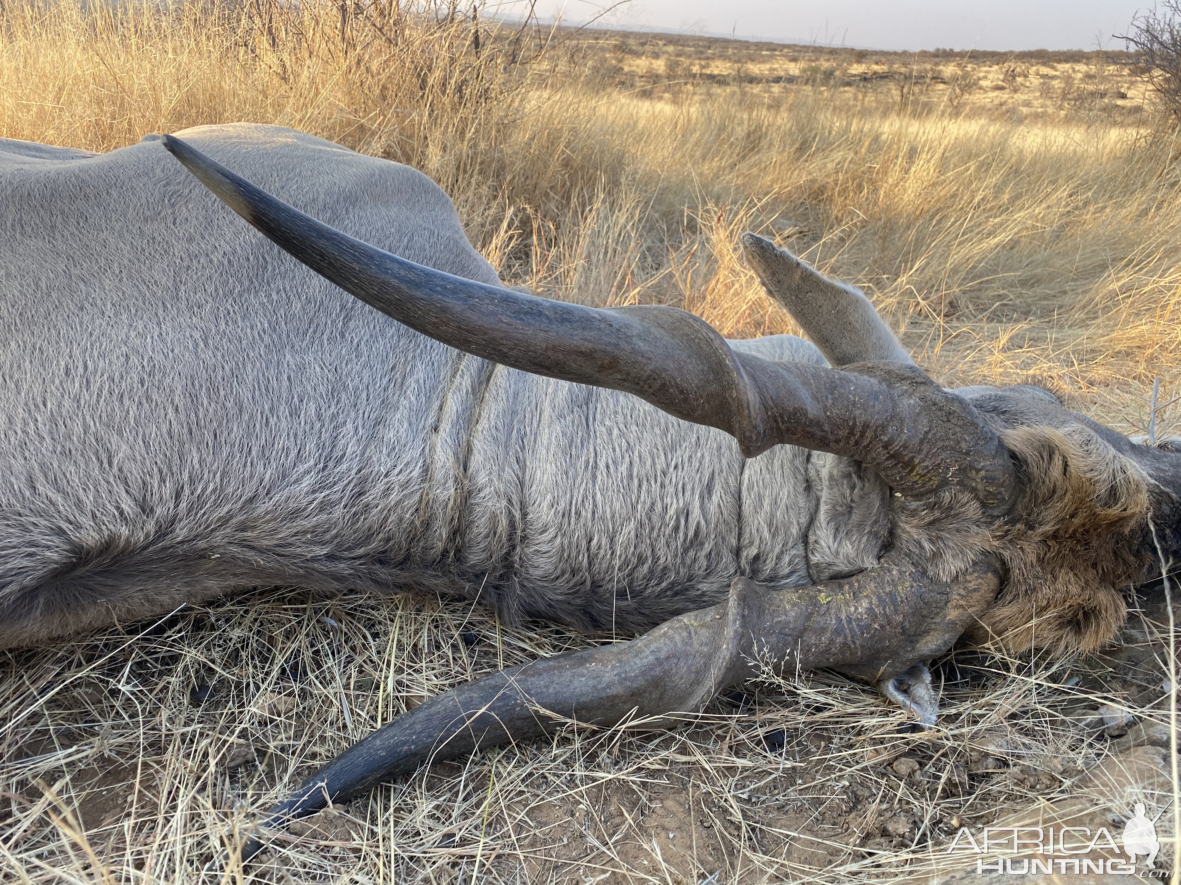 Eland Hunt Namibia