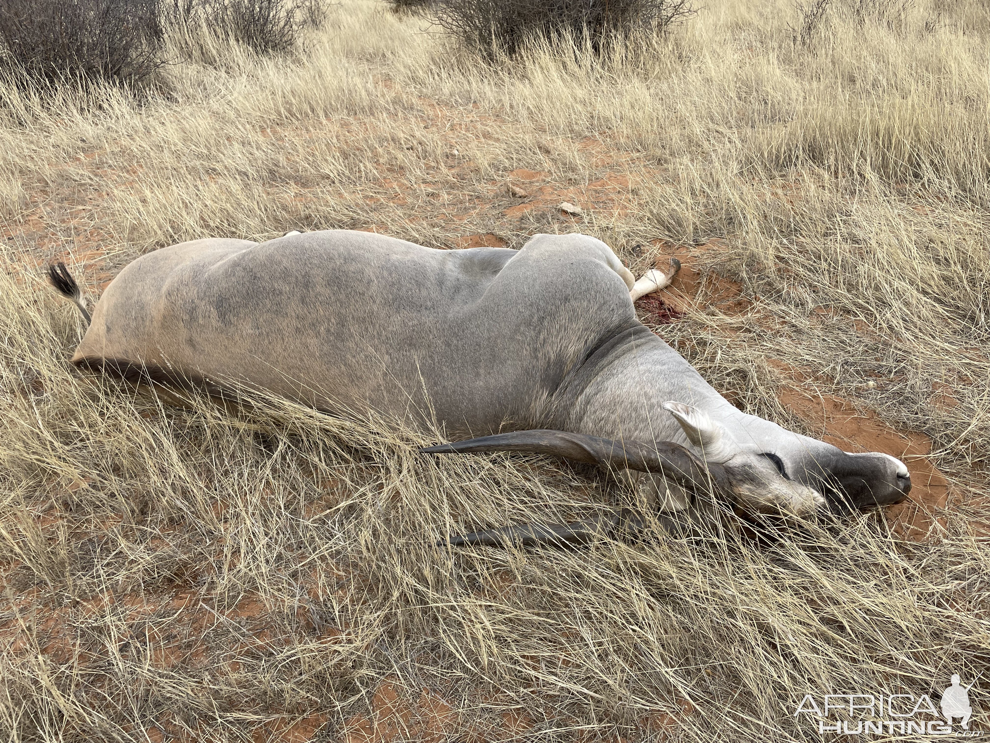 Eland Hunt Namibia