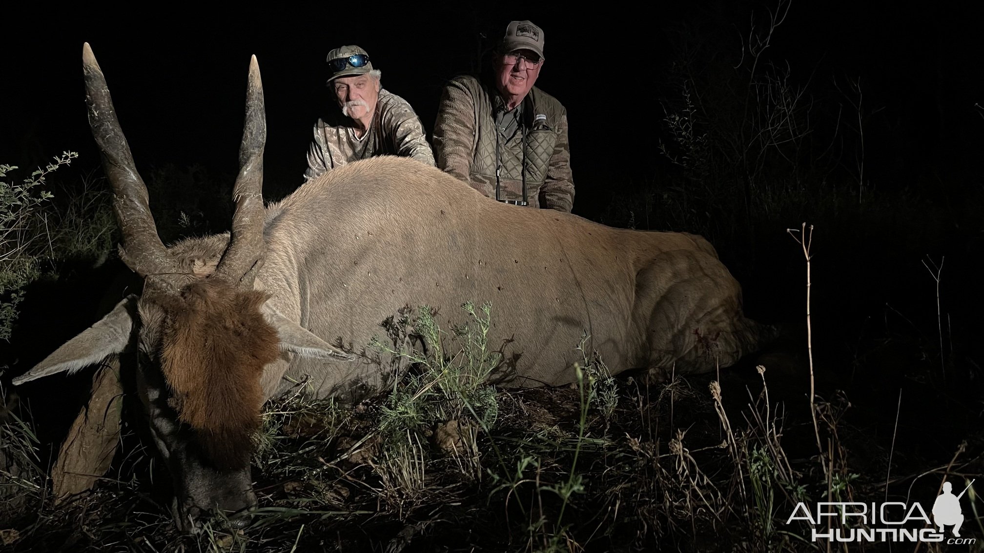 Eland Hunt Namibia