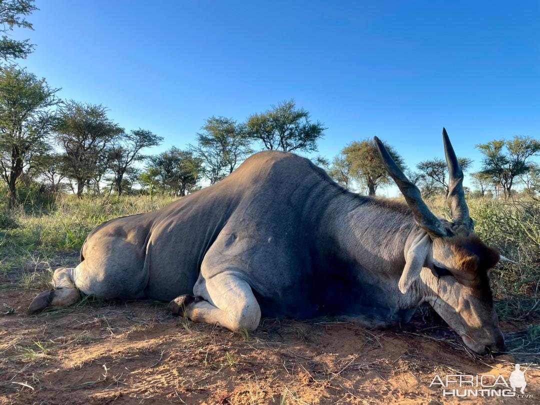 Eland Hunt Namibia