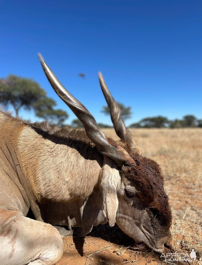 Eland Hunt Namibia