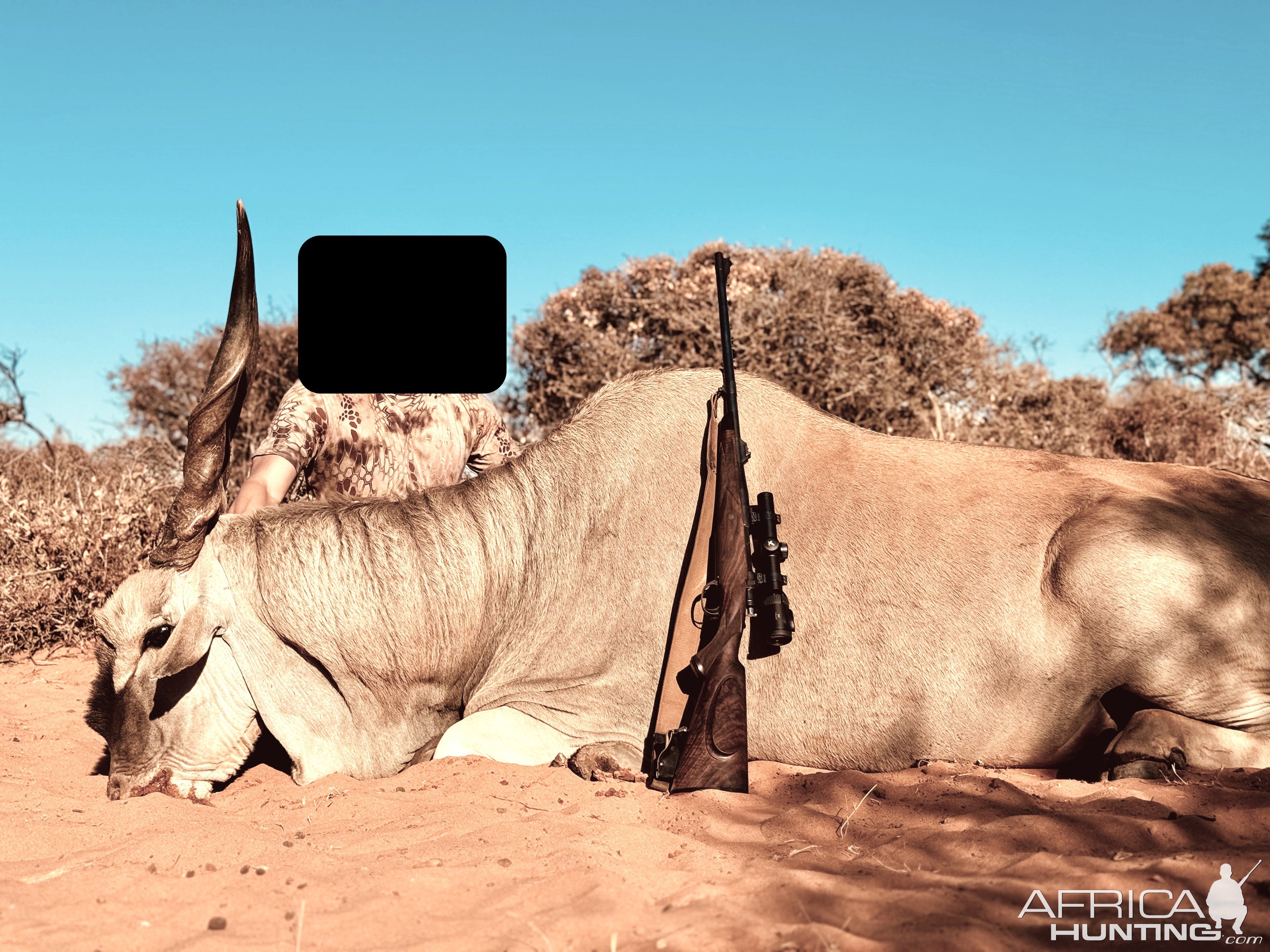 Eland Hunt Namibia