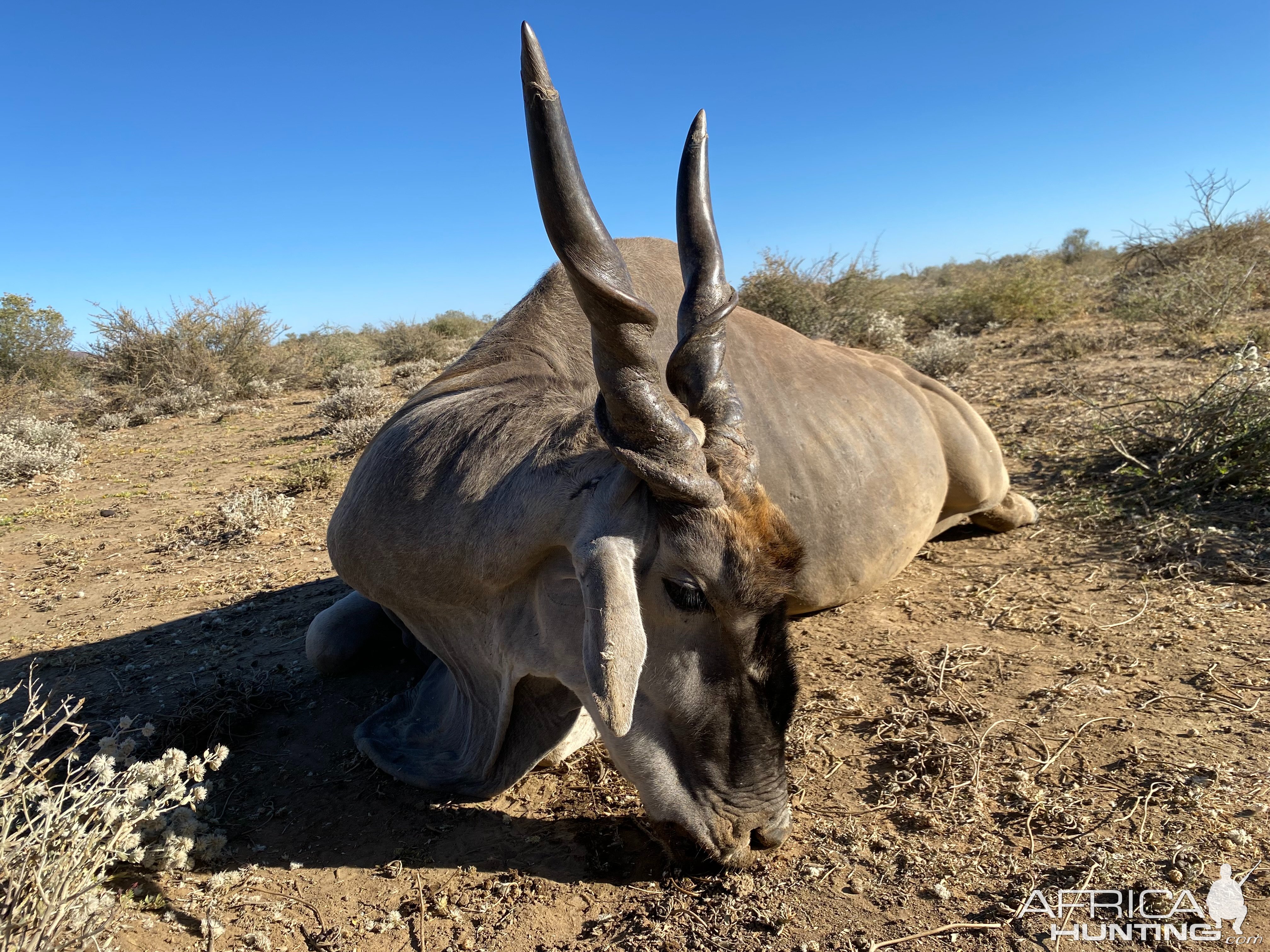 Eland Hunt Namibia