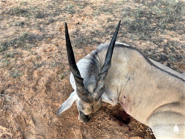 Eland Hunt South Africa