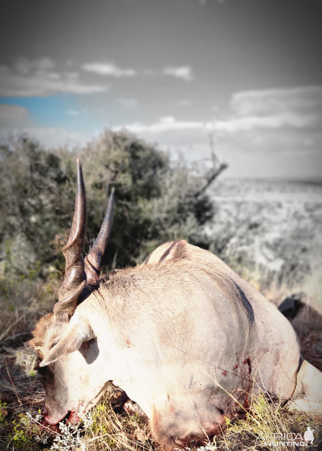 Eland Hunt South Africa