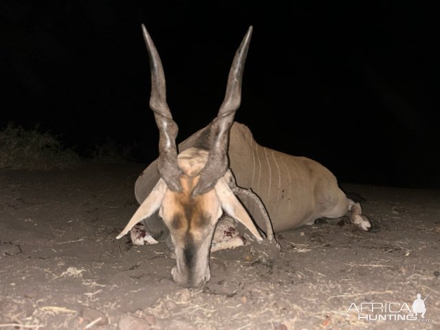 Eland Hunt South Africa