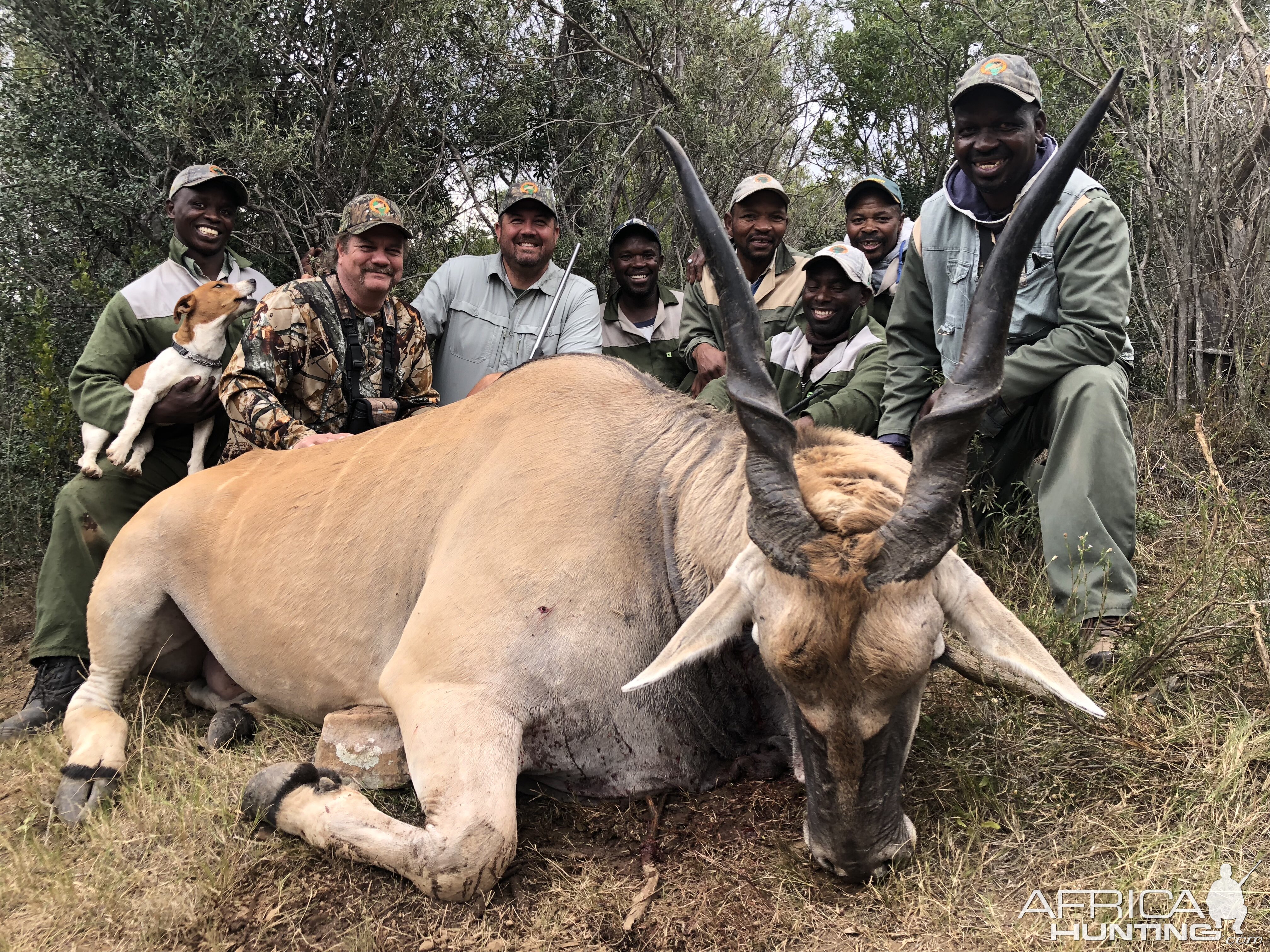 Eland Hunt South Africa