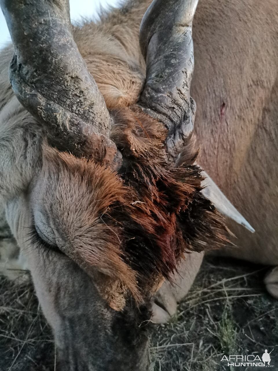 Eland Hunt South Africa