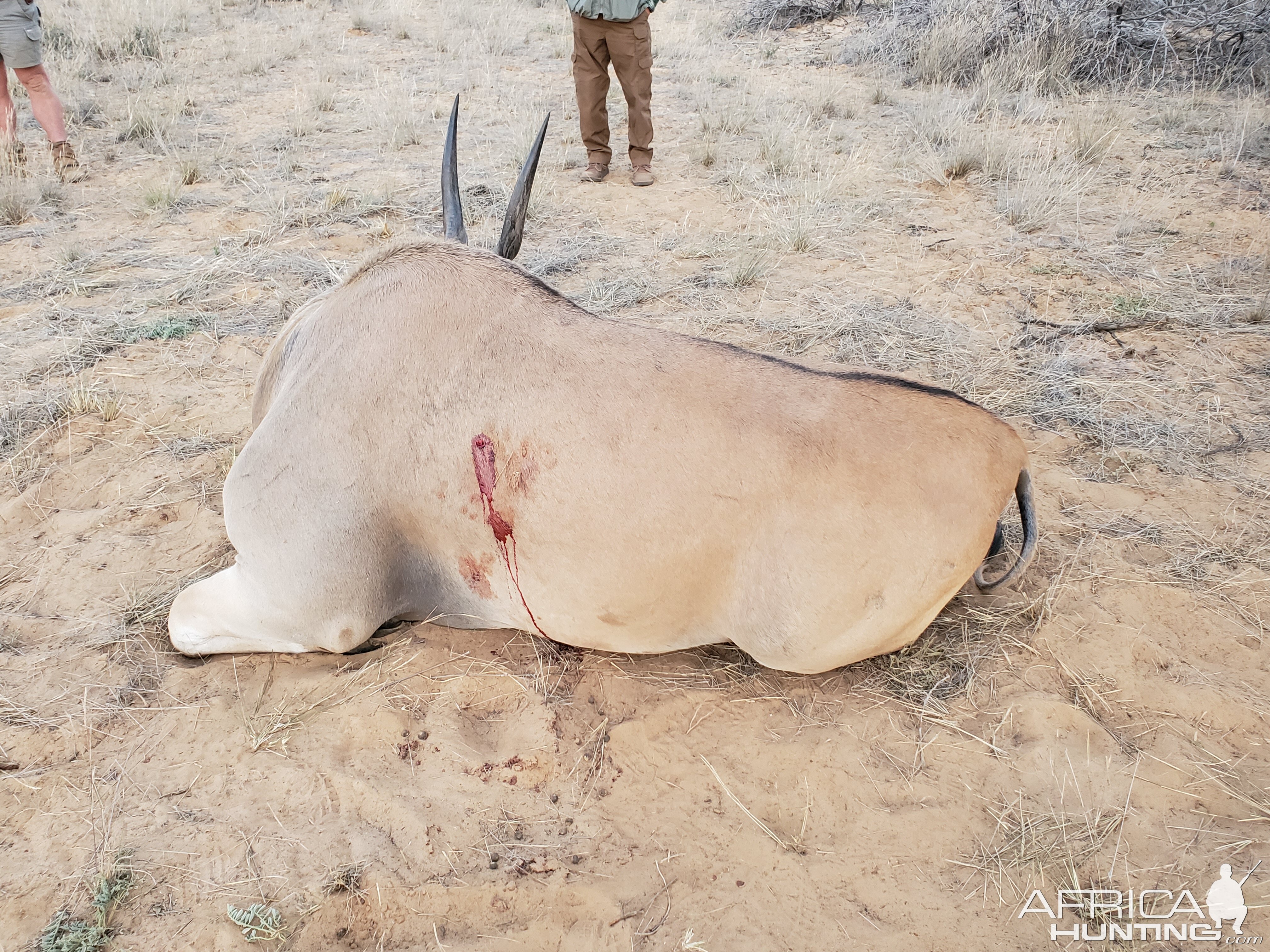 Eland Hunt South Africa