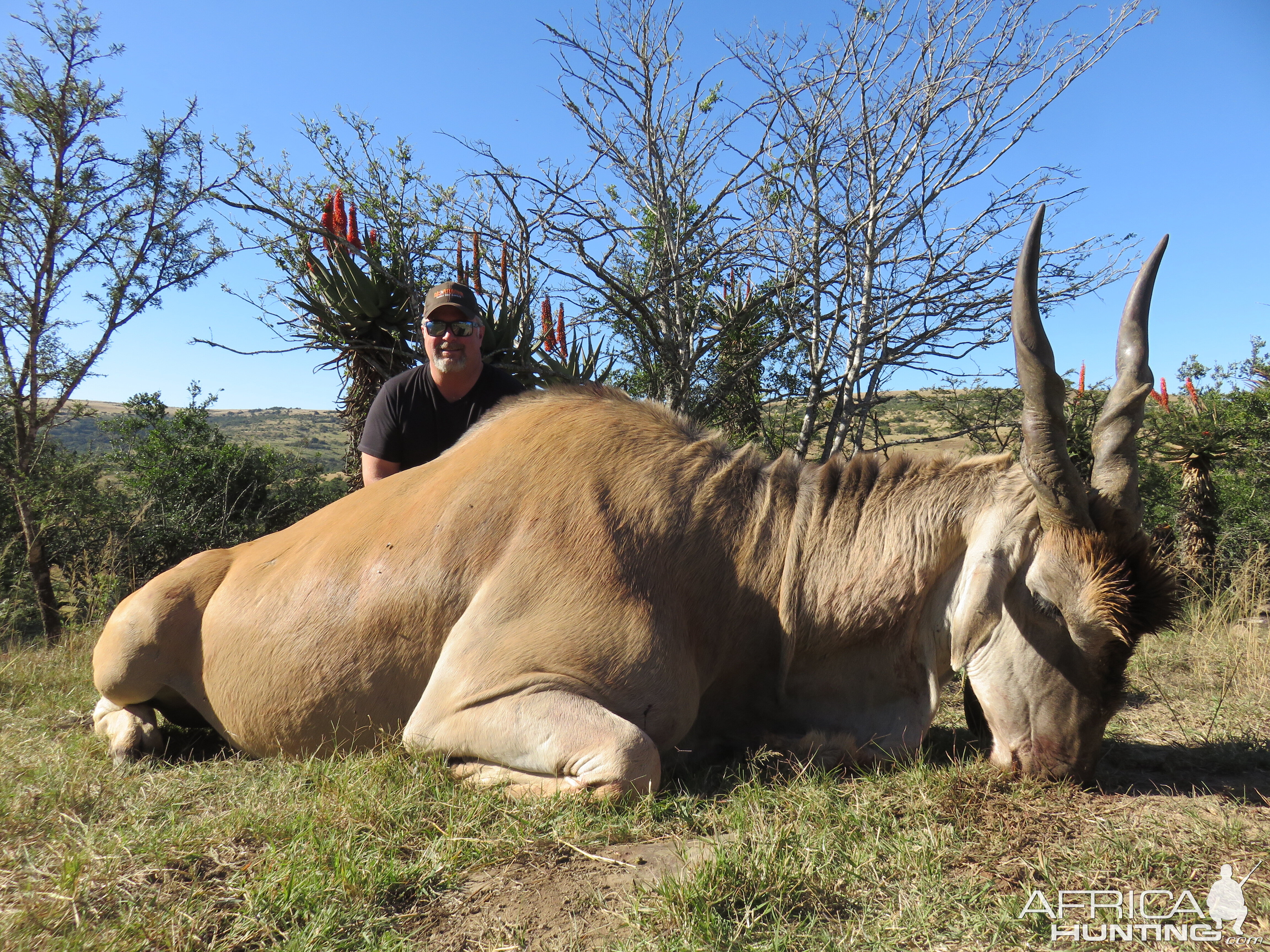 Eland Hunt South Africa