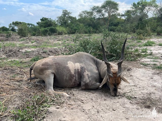 Eland Hunt Tanzania