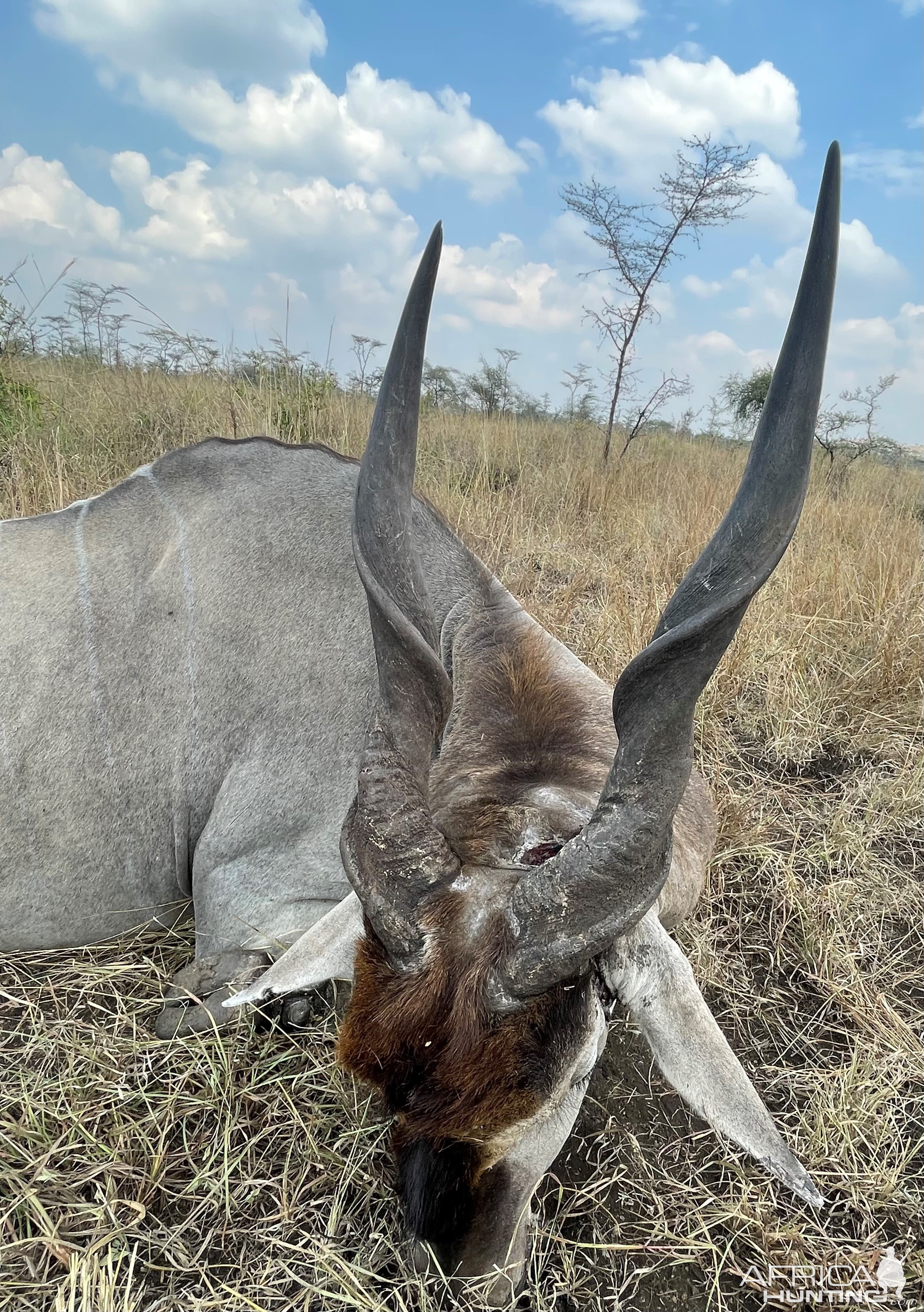 Eland Hunt Uganda