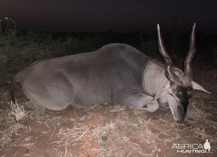 Eland Hunt Zimbabwe