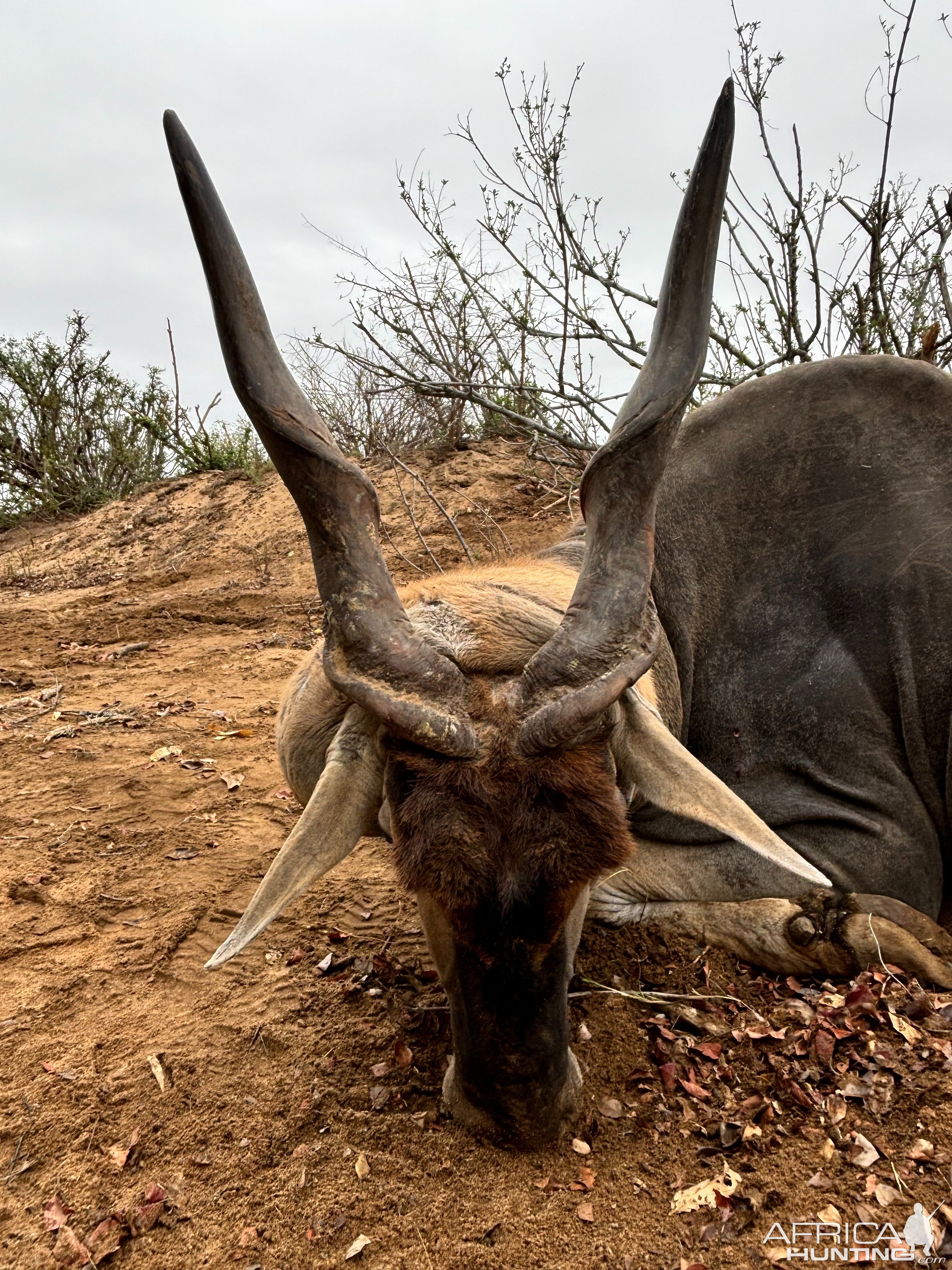 Eland Hunt Zimbabwe