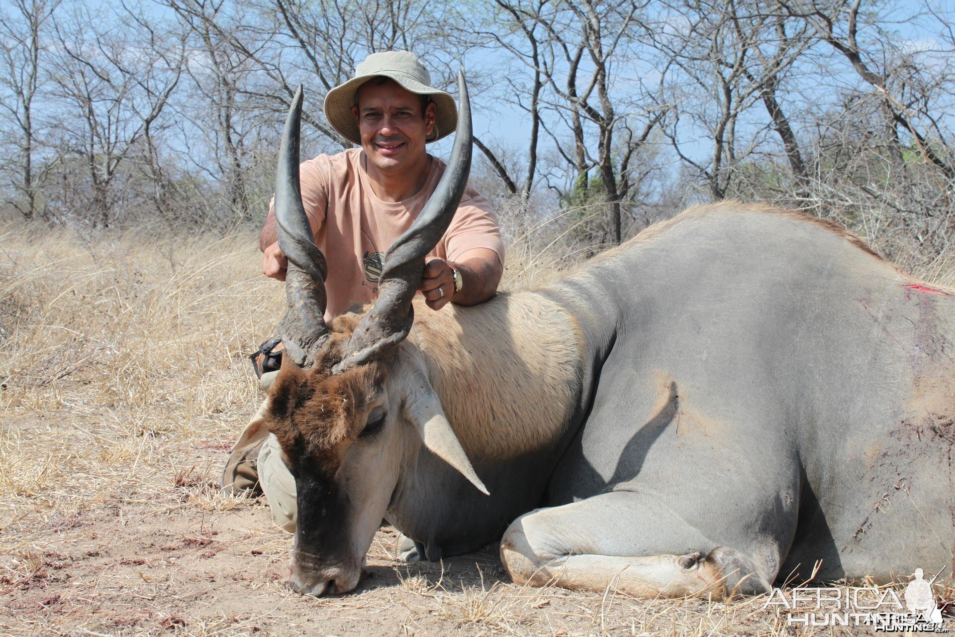 Eland hunted in Zimbabwe