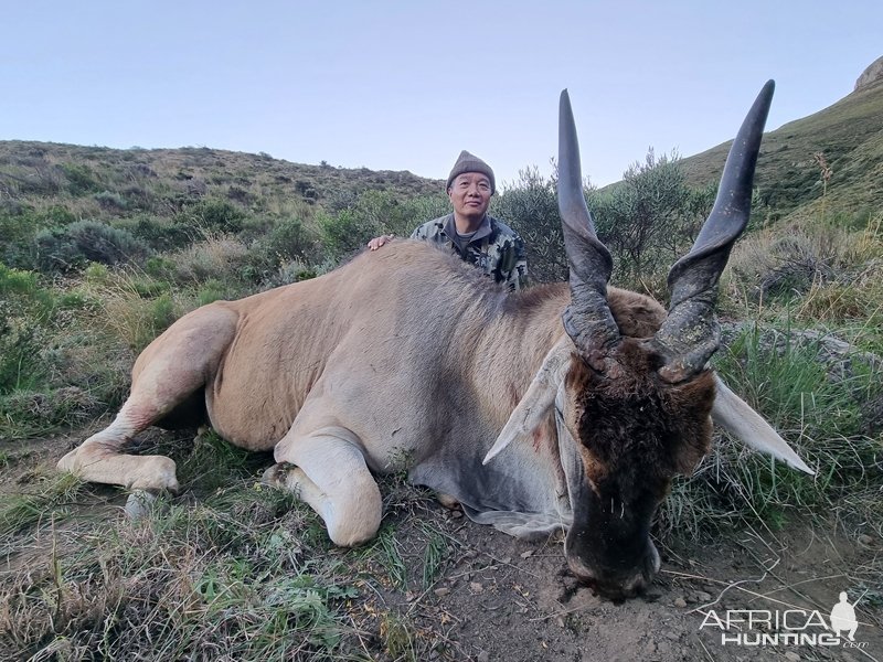 Eland Hunting Eastern Cape South Africa